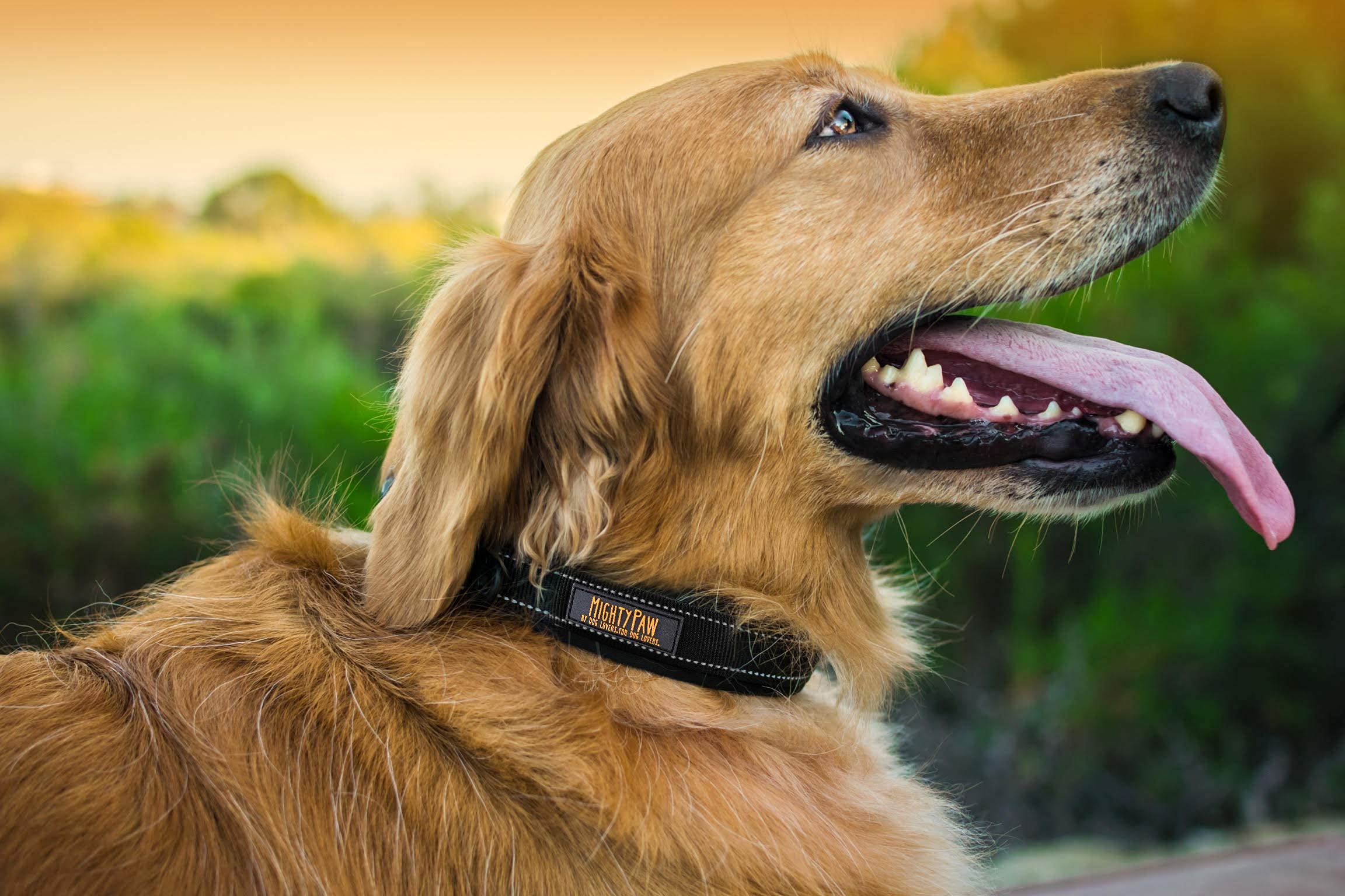 Mighty Paw Dog Collar - Neoprene Padded - Reflective For Running - Extra Comfort For Active Dogs - Active Dog - Padded Dog Collar - Comfortable Dog Collar For All Dog Breeds - Heavy Duty Dog Collar