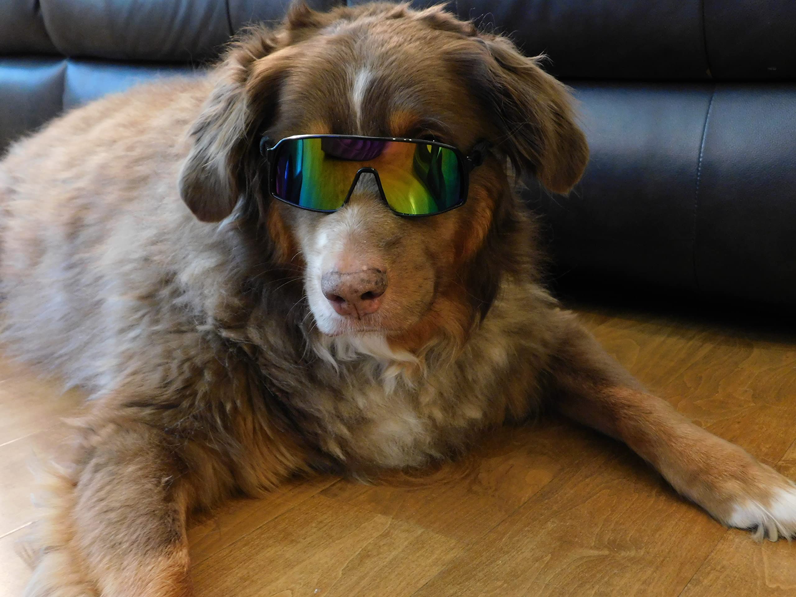 G010 Dog Pet Turbo Sports Sunglasses Medium Breeds 20-40 Lbs (Turbo Black-Rainbow Mirror)