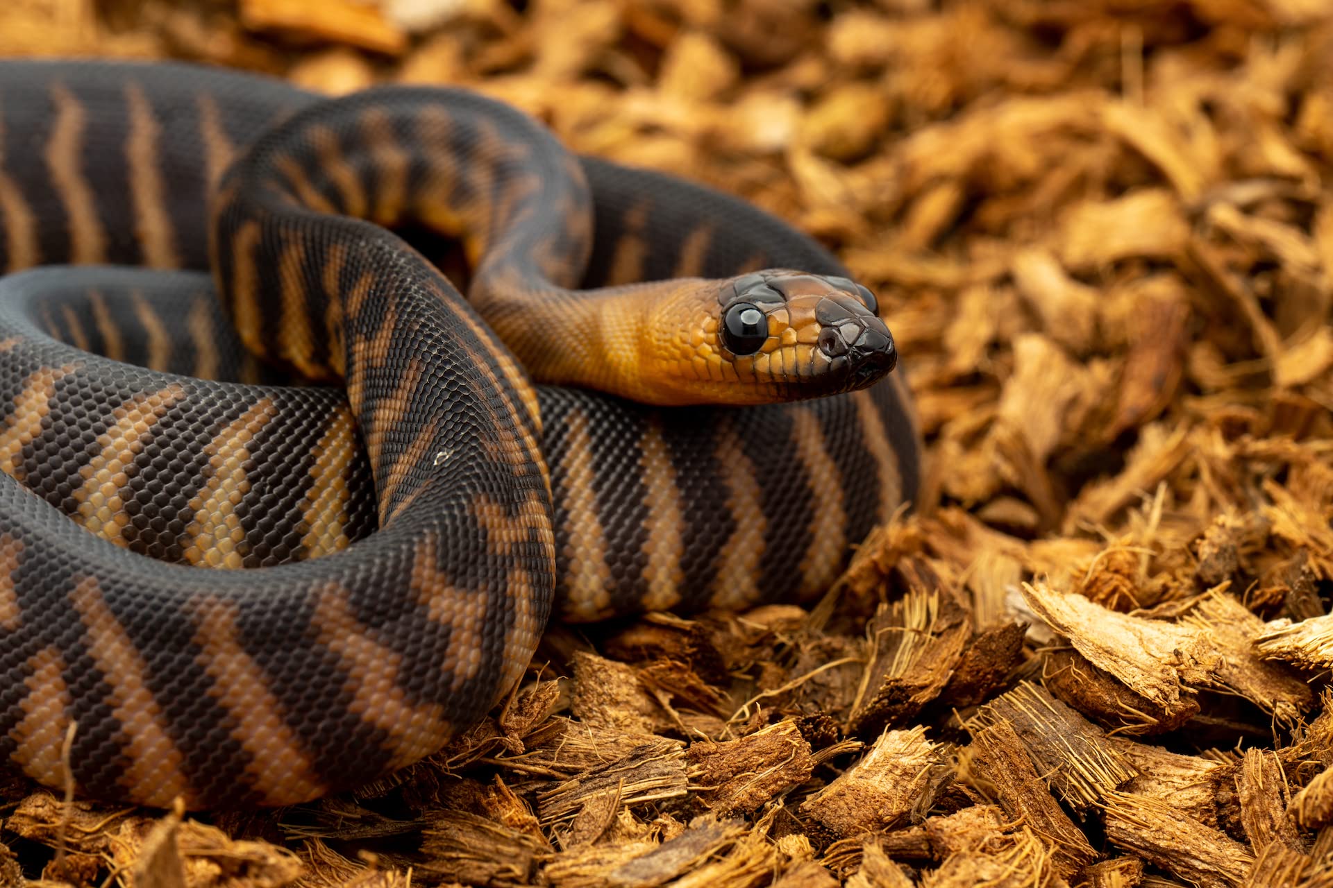 Babichip Coconut Chip Substrate For Reptiles 2 Pack Of 36 Quart Loose Small Sized Coco Husk Chip Bedding For Ball Pythons, Snake