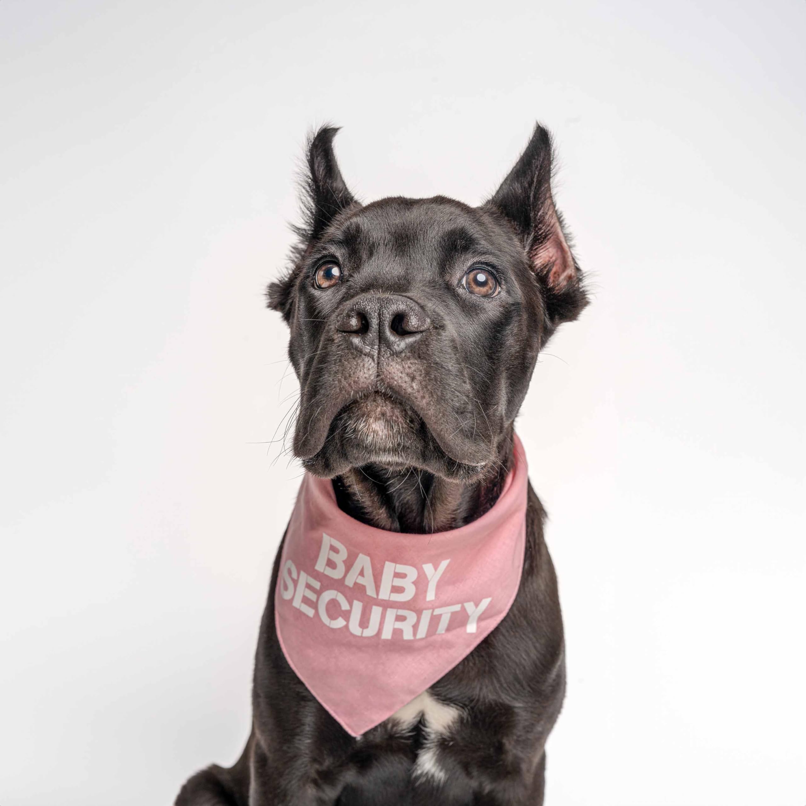 Baby Security Dog Bandana | 100% Cotton Adjustable Triangle | Made In Usa | Pregnancy Announcement Photoshoot Prop | New Baby |