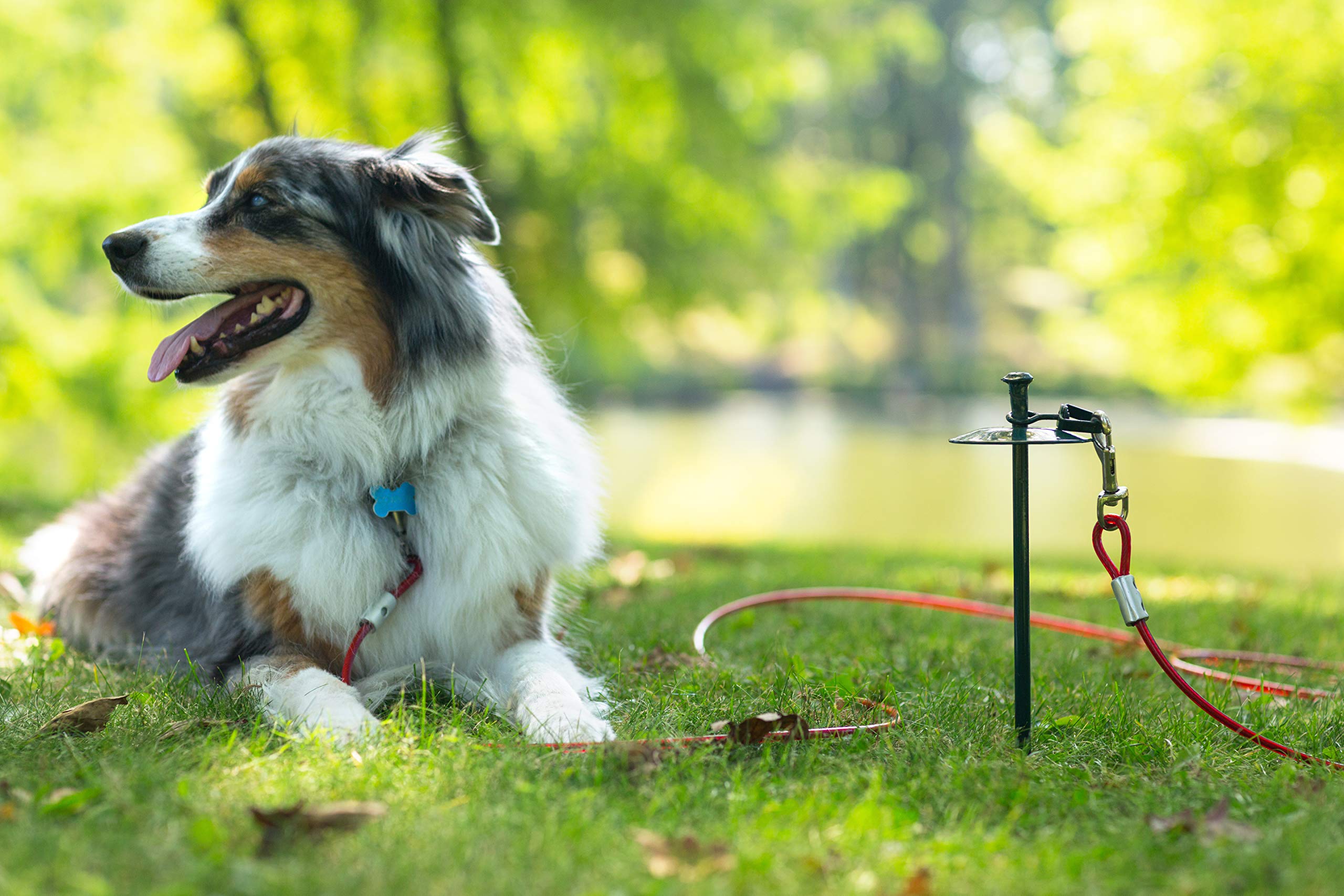 Prevue Pet Products 2122 Heavy-Duty 20' Tie-Out Cable