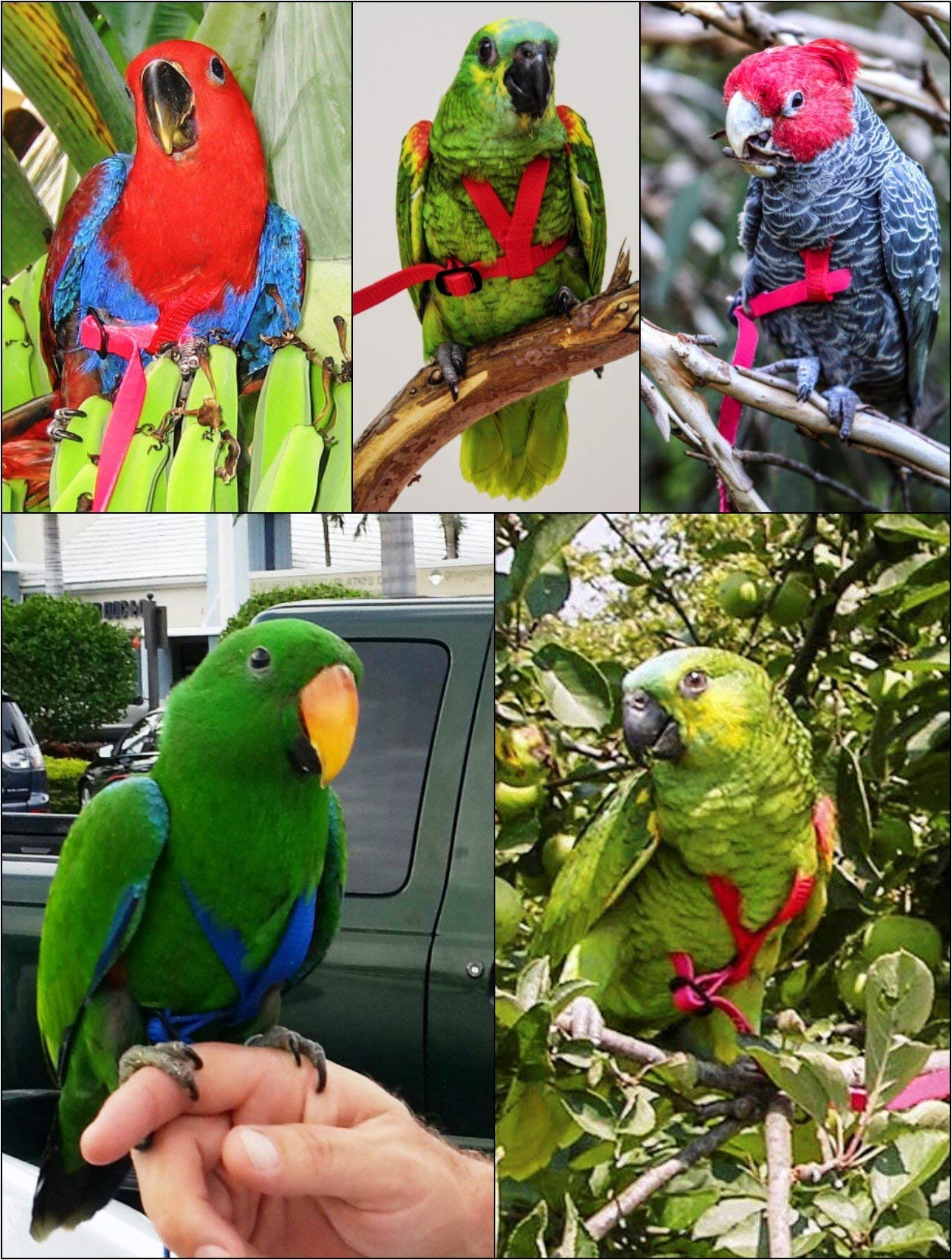 The Aviator Pet Bird Harness And Leash: Medium Green