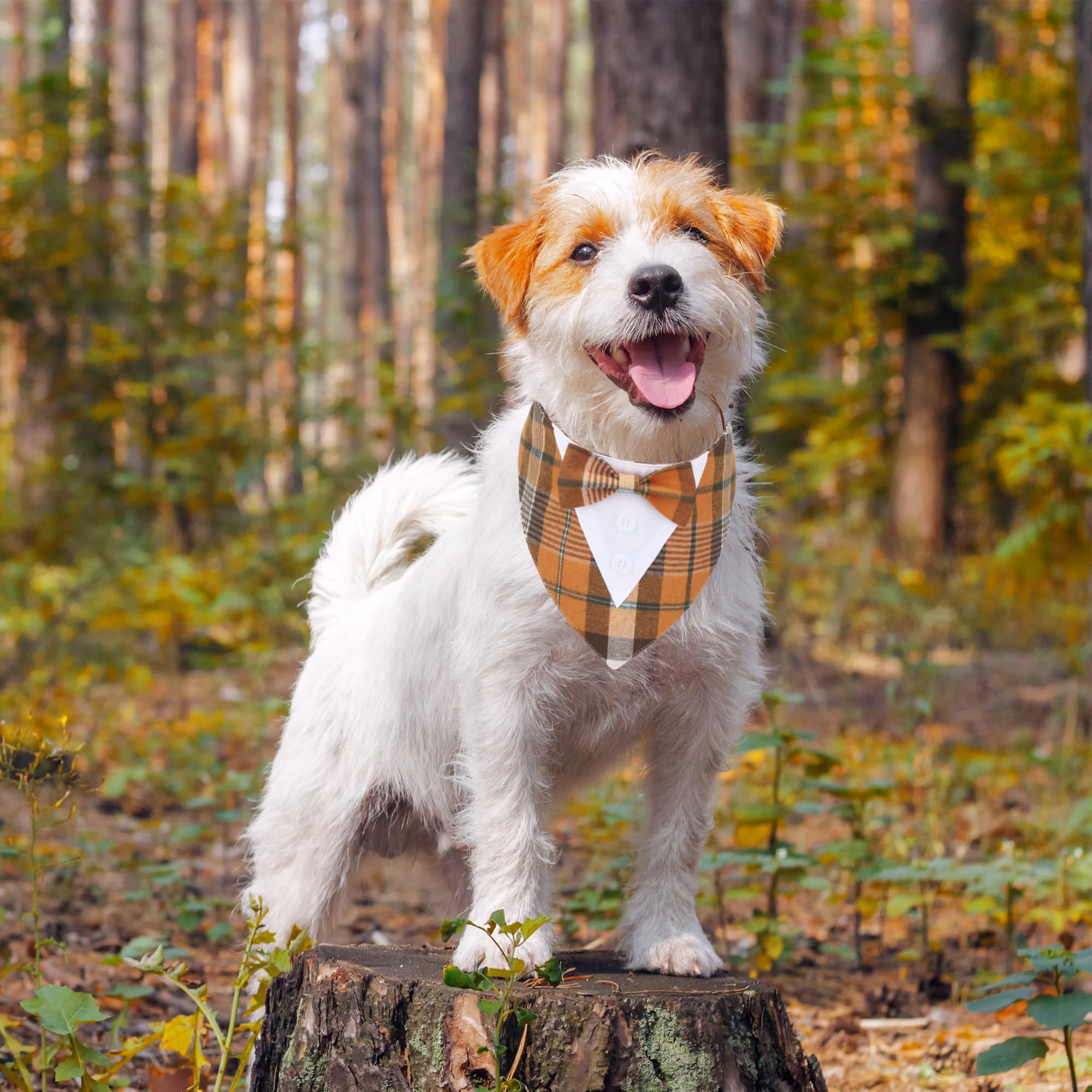 Adoggygo Fall Dog Tuxedo Bandana, Orange Plaid Dog Tux Collar With Bowtie Adjustable Dog Halloween Thanksgiving Formal Costume For Extra Small Dogs Pets (Xs, Fall)