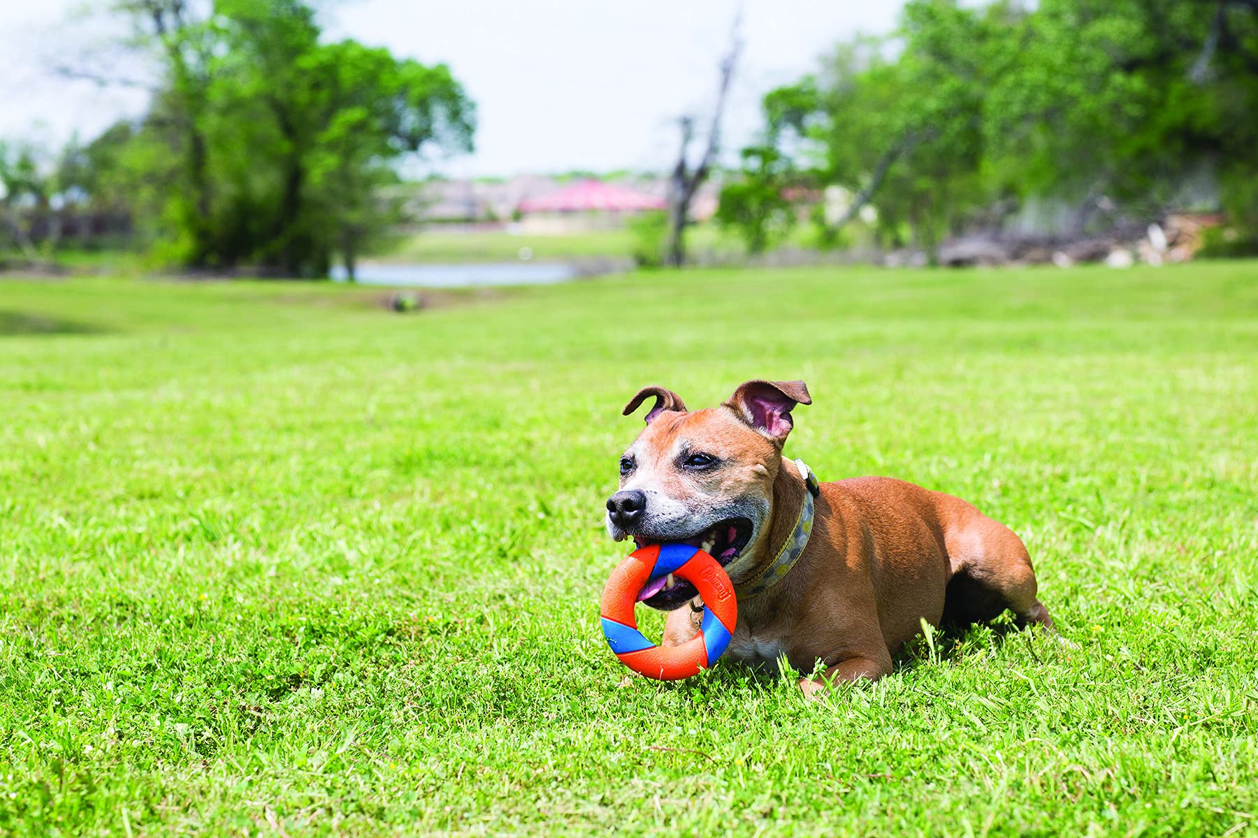 Chuckit! Ultraring Fetch And Chase Outdoor Dog Toy All Breeds