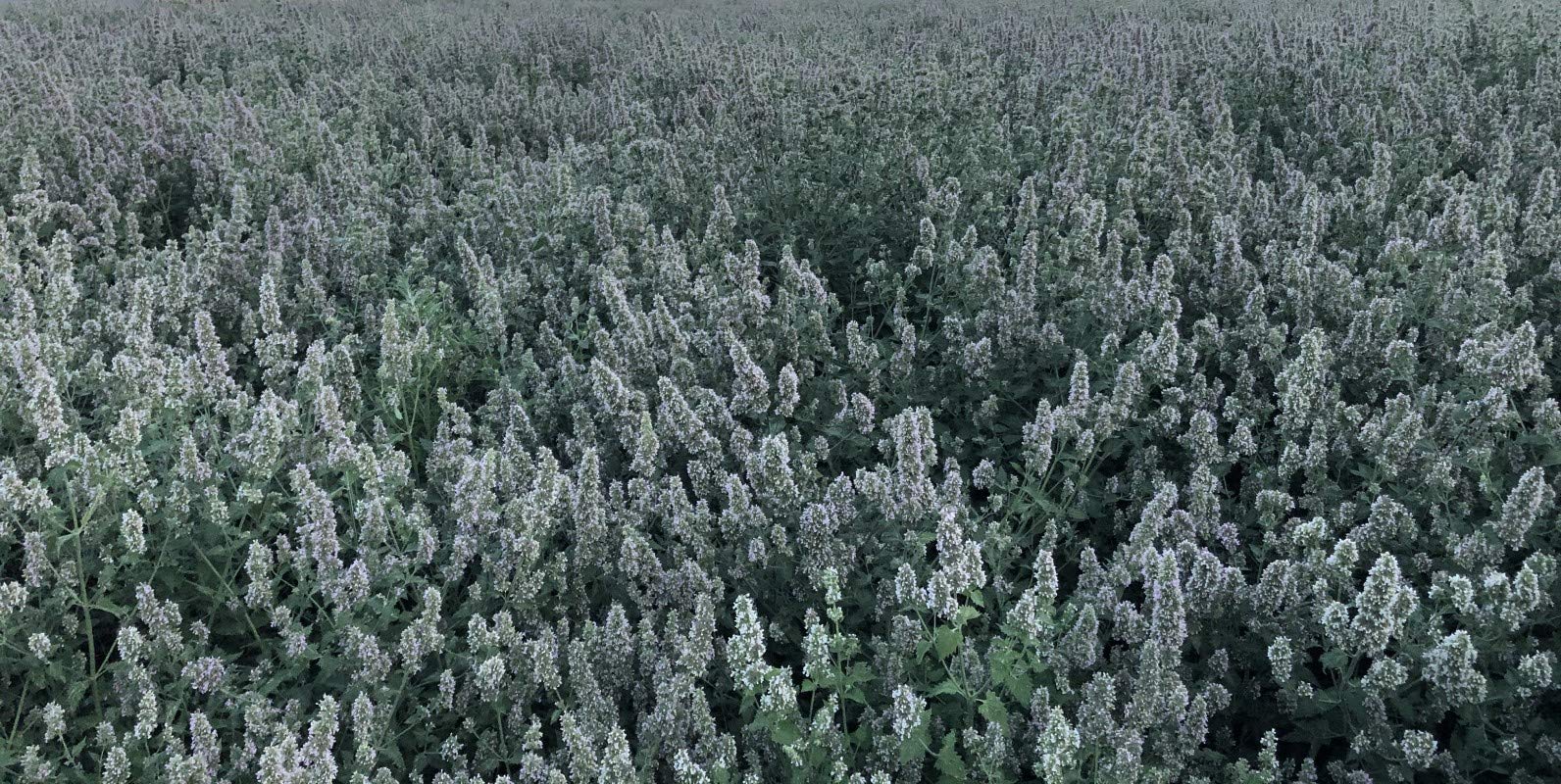 From The Field Jacques Le Sock Silver Vine Cat Toy