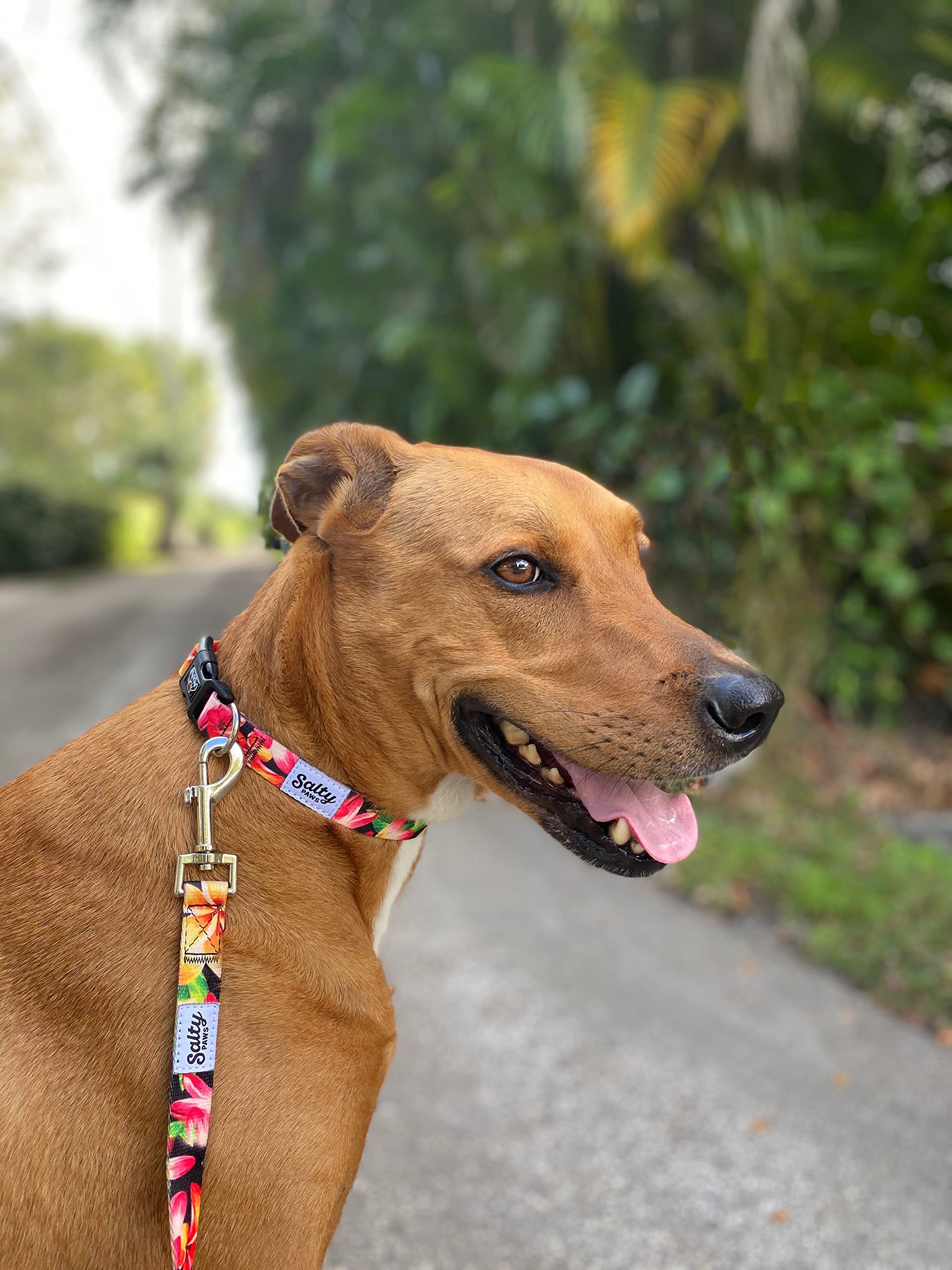 Salty Paws Surfing Dog Collar | Designs For Beach Dogs, Floral, Fishing, Surfing, Hawaiian, Black Floral L