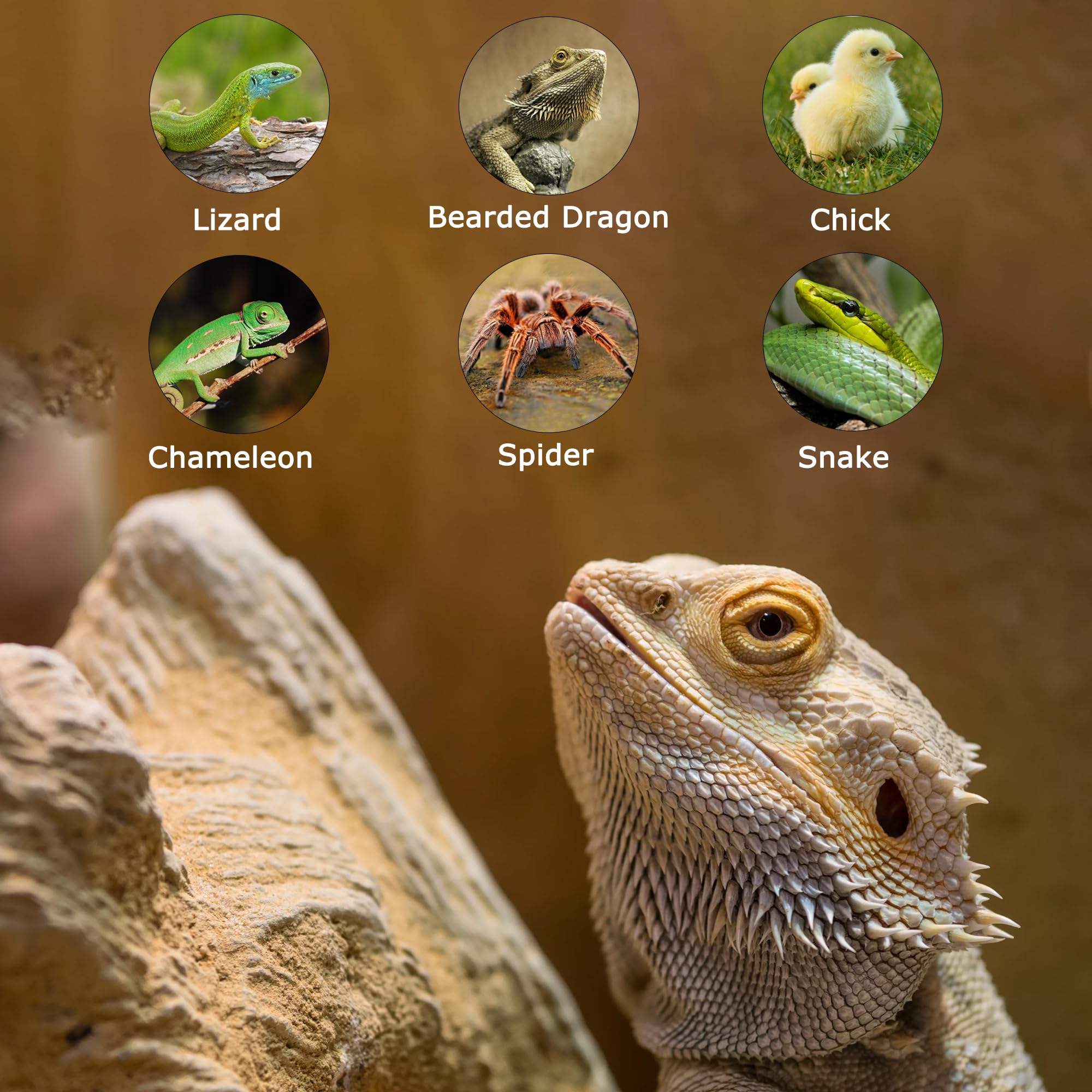 Hartompet 60W E26 Reptile Heat Lamp Bulbs, R63 Upgraded Uva Basking Spot Light For Bearded Dragon, Lizard, Tortoise & Amphibians