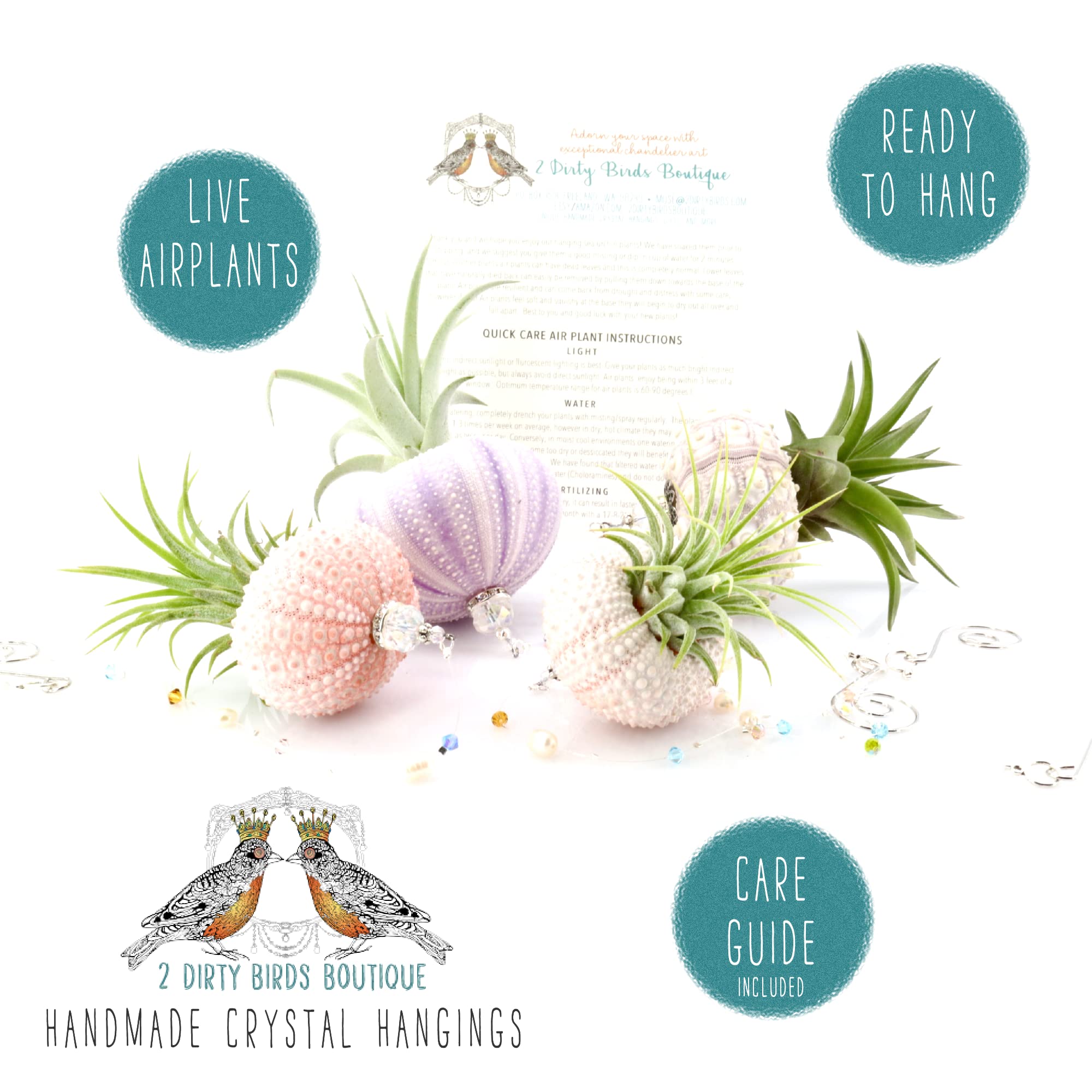 2 Dirty Birds, Handmade Hanging Sea Urchin Shell Live Succulent Jellyfish Air Plants, W/Swarovski And Freshwater Pearls (Pack Of