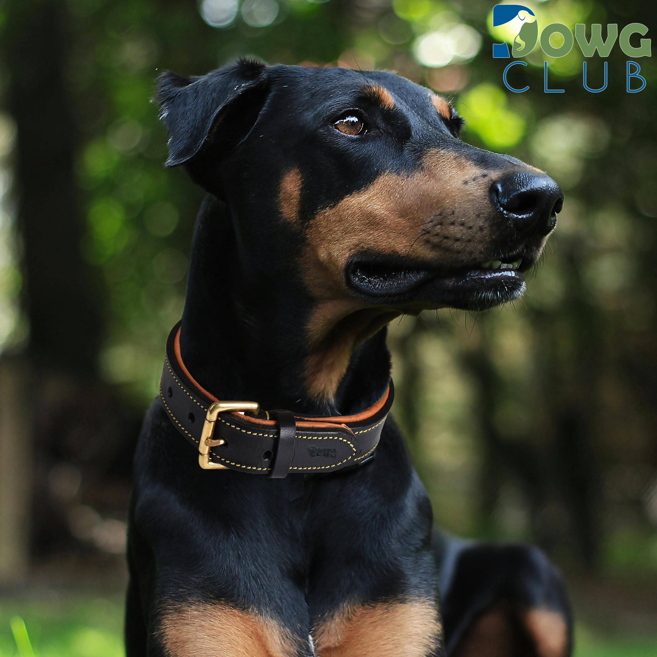 Dowgclub | Genuine Leather Dog Collar | Full Grain, Heavy Duty | Padded, Comfortable, Strong | Best For Pups, Small, Medium, Large, X- Large Dog Breeds, (Medium (Fit Neck Size 14.5'-18.5'), Black)