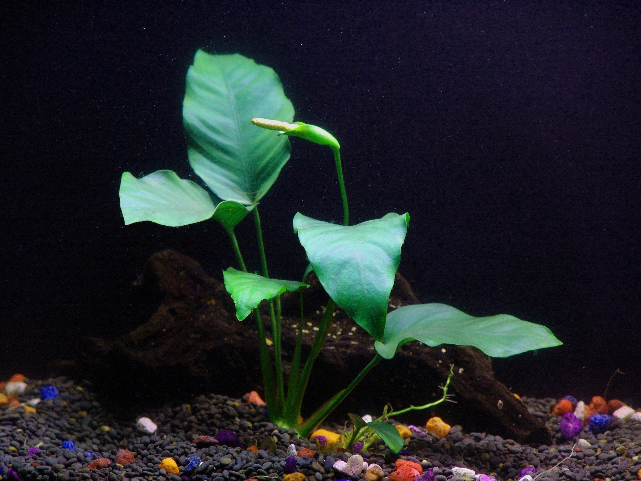 Potted Live Aquarium Plants Bundle - Easy And Snail Free Aquatic Plants (2 Pots)