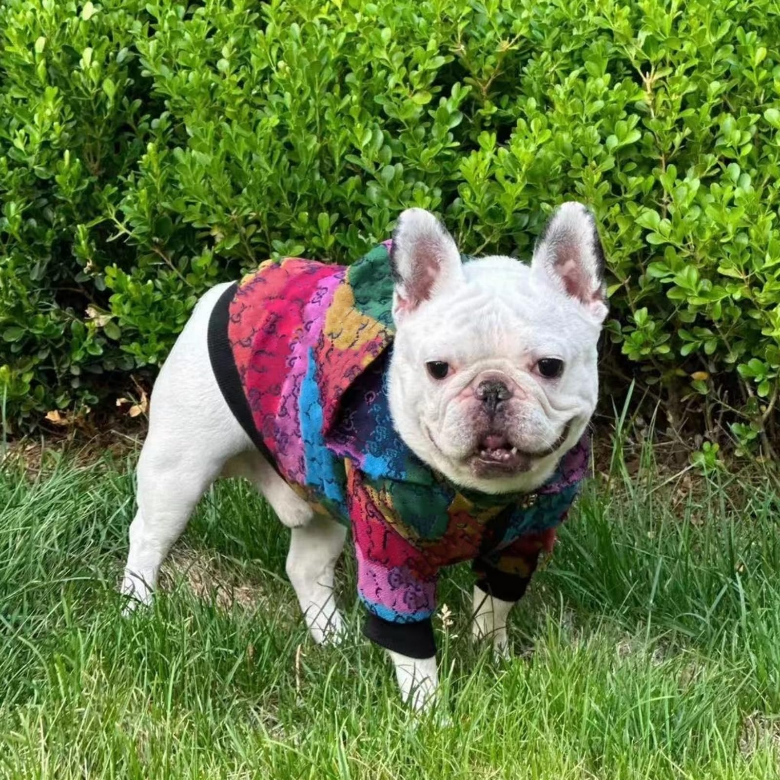 HQREA Dog Hoodie Luxury Dog Clothes Winter Dog Jacket Classic Designer Small Dog Coats Warm Pet Dog Coat Zipper Design Easy On/O