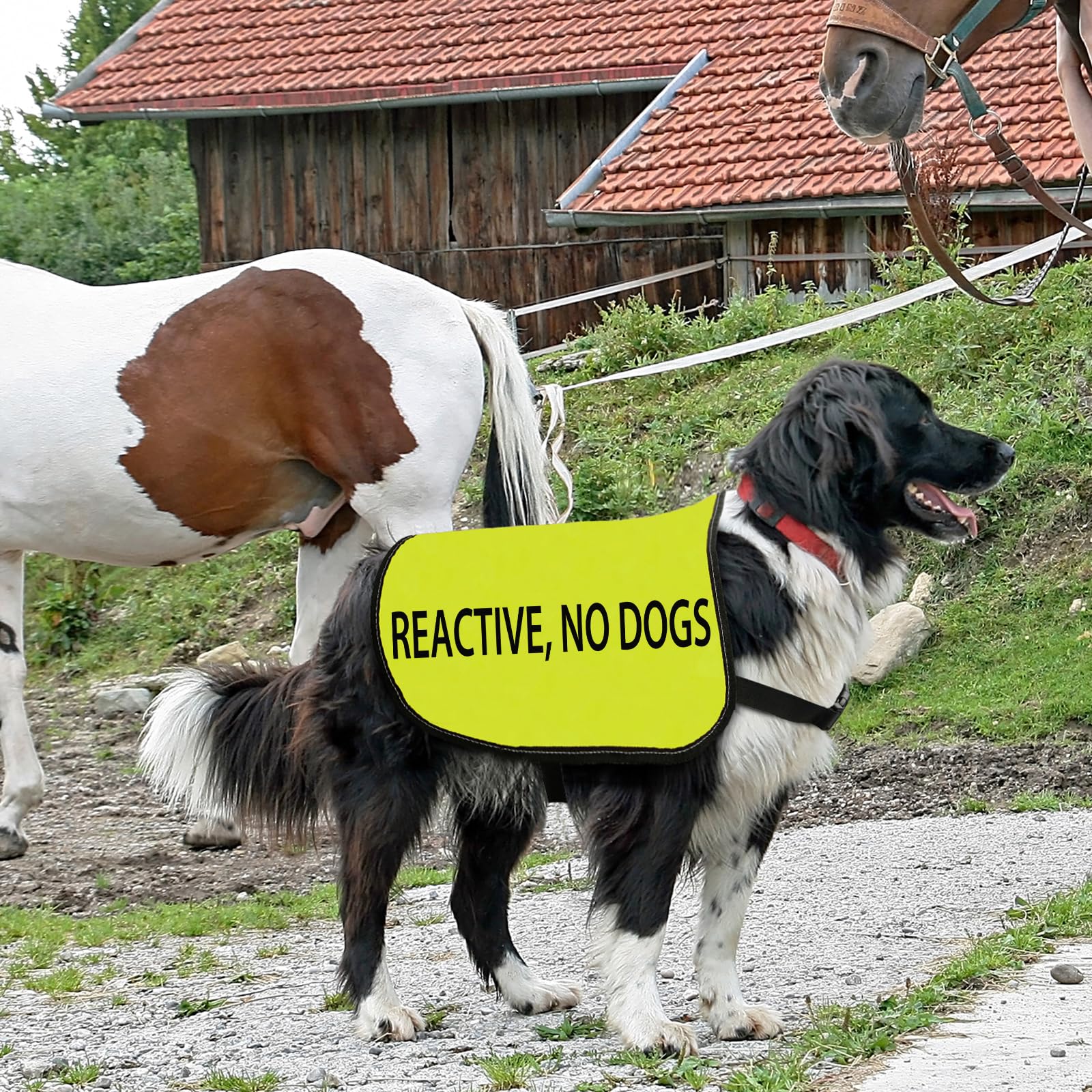 Reactive Dog Jacket Vest Reactive No Dogs Dog Slogan Vest Social Distancing Gift (Reactive No Dogs-Large)