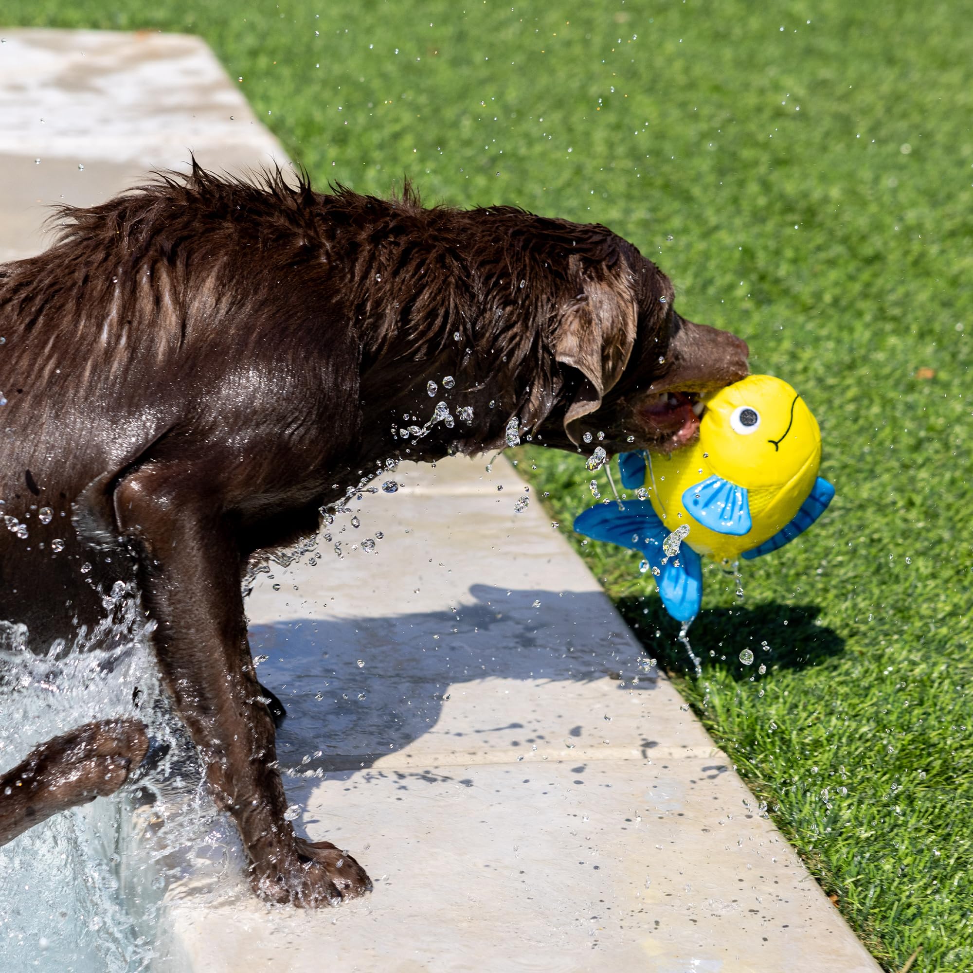 Fringe Studio ''PIPSQUEAK Floating Dog Toys, Pet Shop Collection (640005)