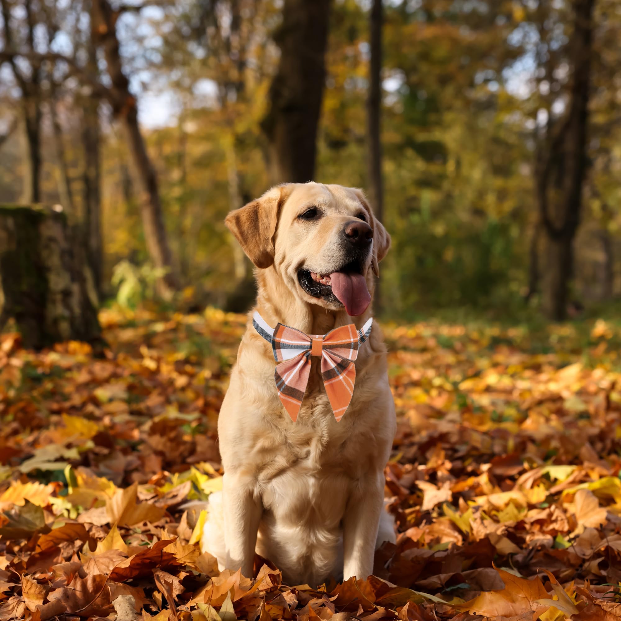 Adoggygo Fall Dog Collar With Bow, Halloween Thanksgiving Dog Bowtie Collar, Adjustable Orange Black Dog Fall Collars For Small Medium Large Dogs Pets (Large, Fall)