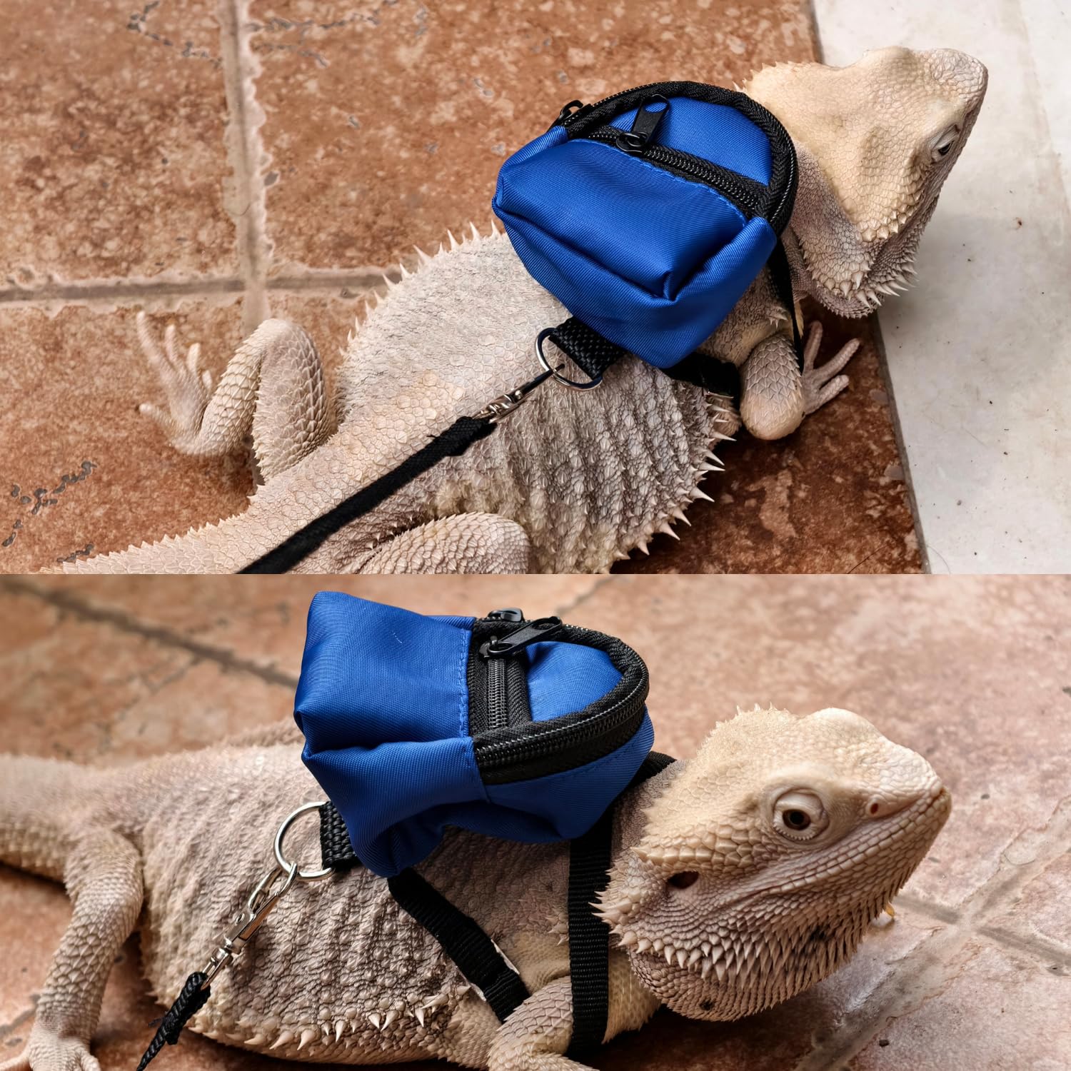Bearded Dragons Accessories Toy Lizard Backpack Leash Set Adjustable Strap And Mini Skateboard Suitable For Lizard Bearded Drago