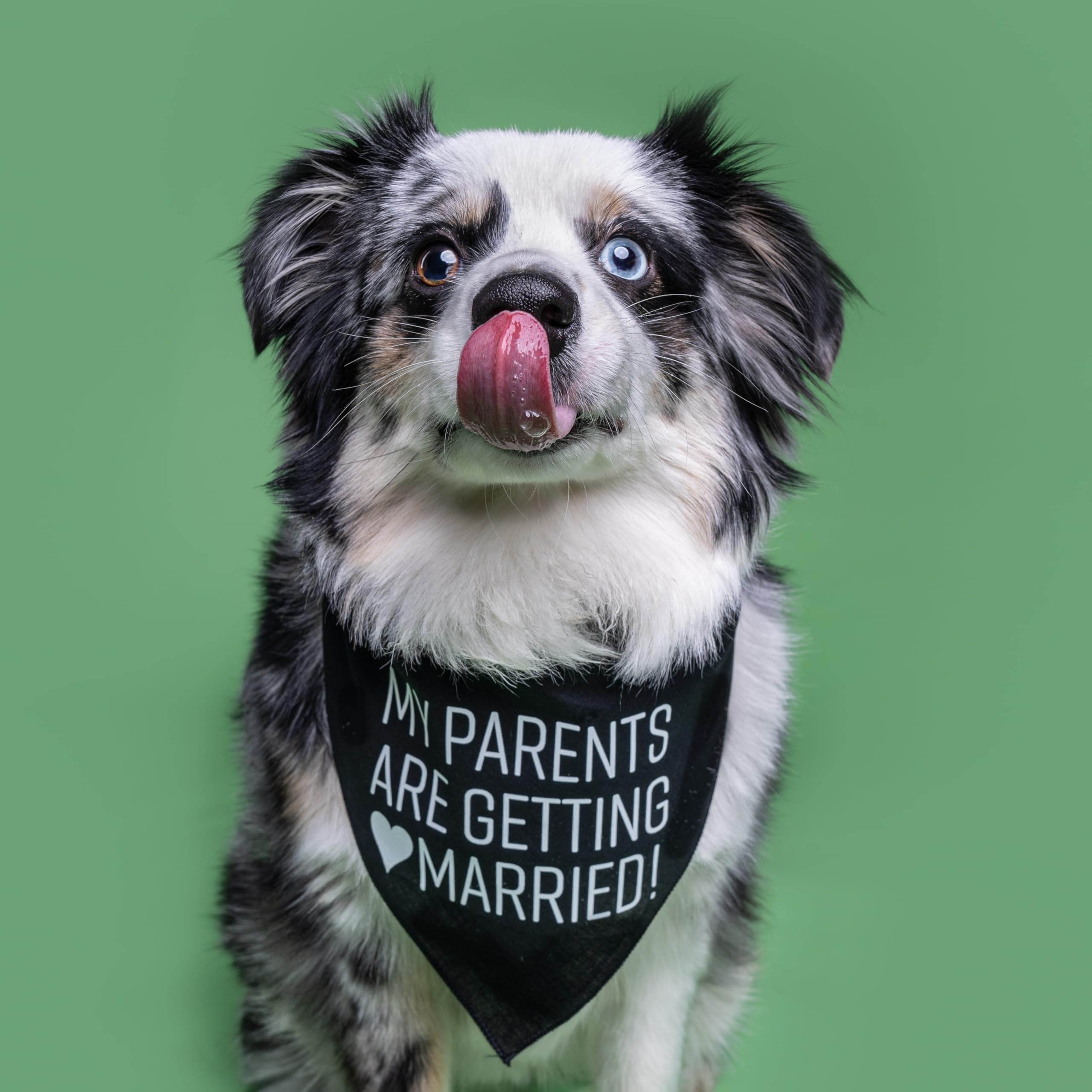 My Parents Are Getting Married Dog Bandana (Navy, Xs 58)