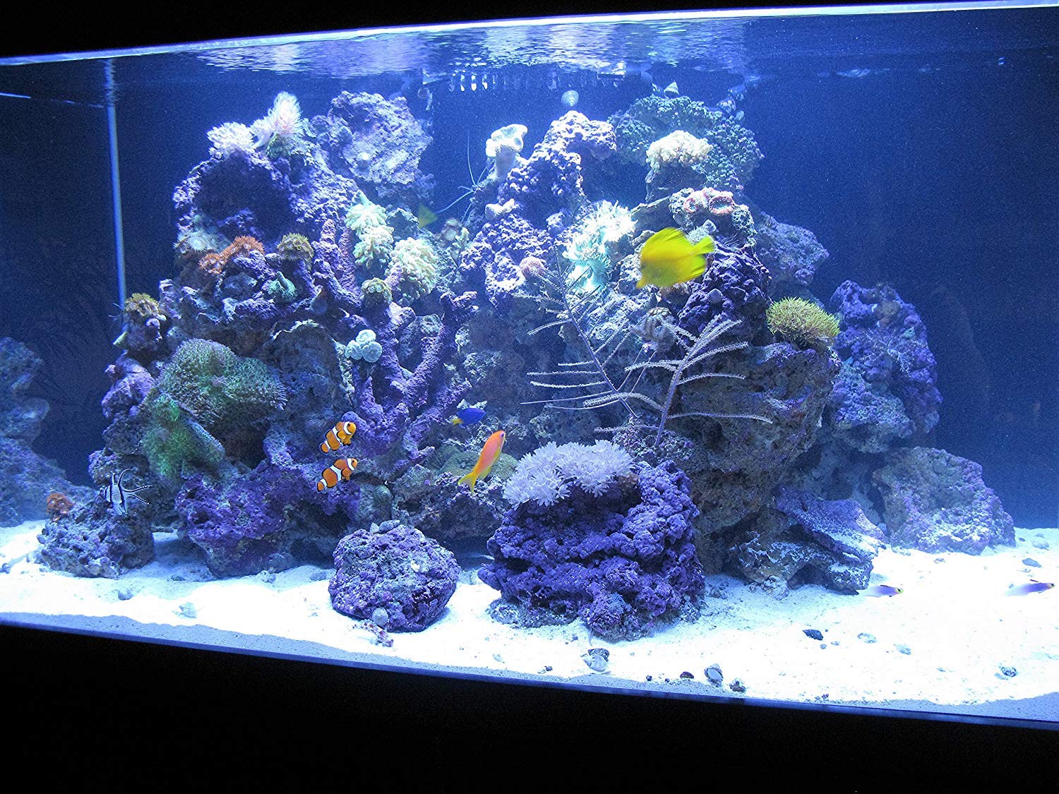 Kolar Labs Premium Capture Resin Filtration Media - For Saltwater & Freshwater Fish, Turtles, Marine Plant Life, Aquarium & Pond