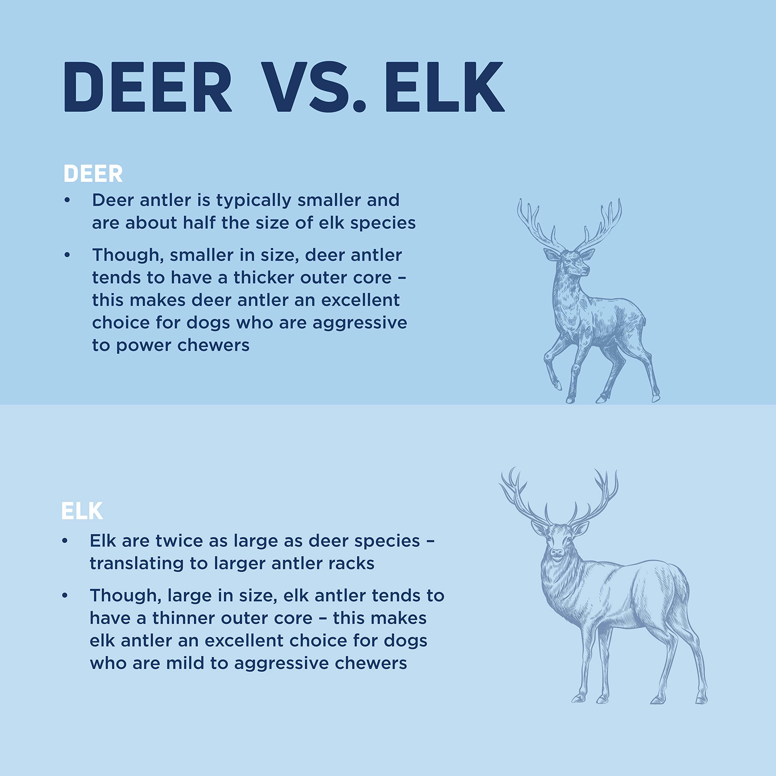 Barkworthies Medium Whole Elk Antler - 1 Count (Pack Of 1) - Naturally Shed, Long-Lasting, Odor-Free, No Chemical Treatments