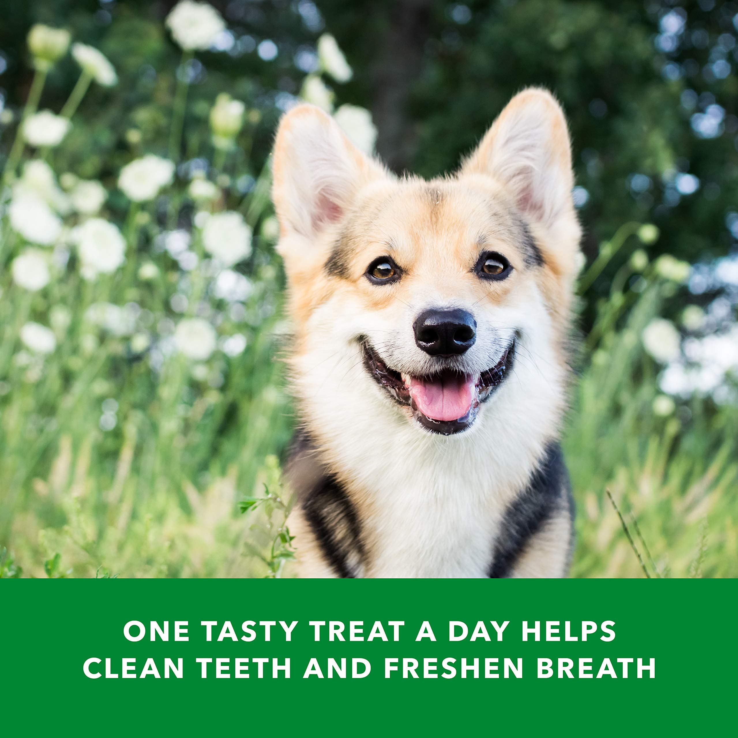 Amazon Brand - Wag Dental Dog Treats to Help Clean Teeth & Freshen Breath Tiny, 2.25 pounds, Unflavored - 130 Count, Pack of 1