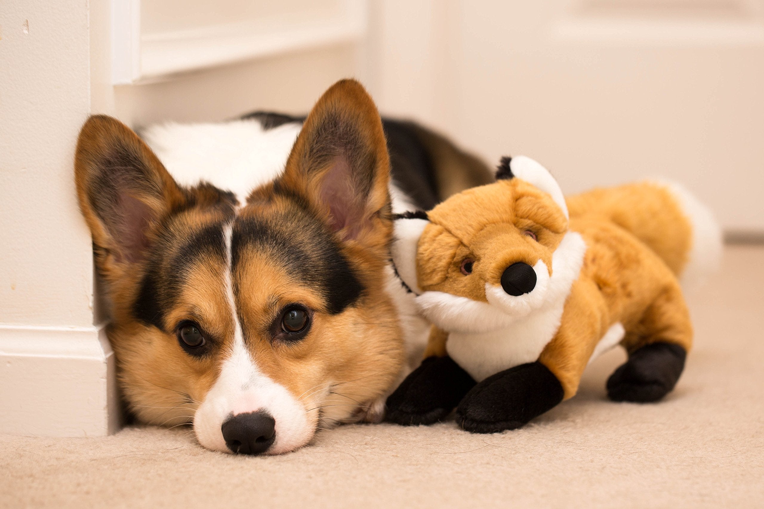 Fluff & Tuff Hendrix Fox