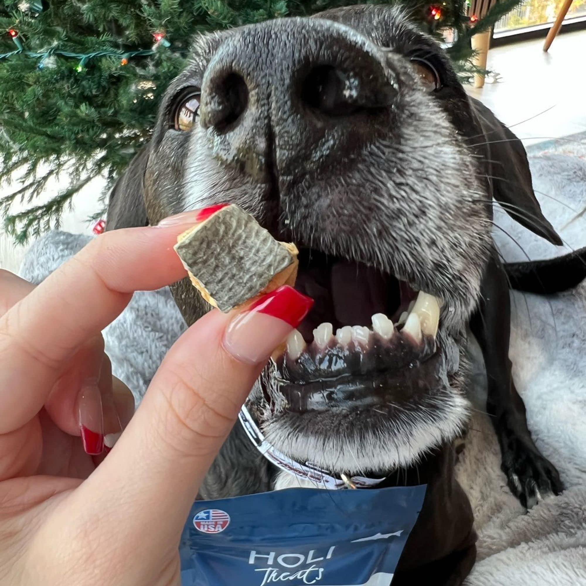 HOLI Freeze Dried Salmon Dog Treats - with Omega 3 and 6 Fish Oil - All Natural - Human Grade - Wild Caught Salmon with Skin - M