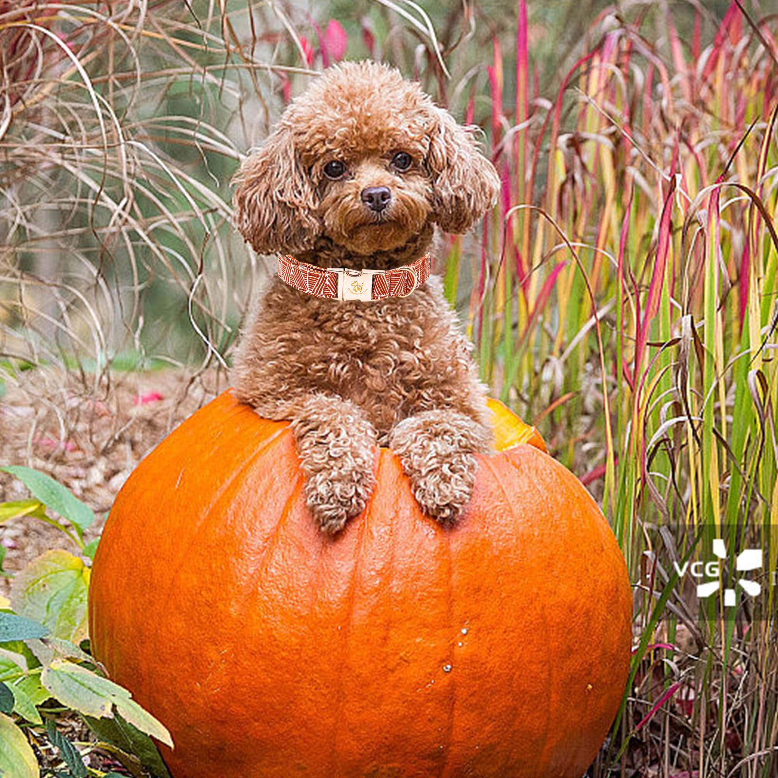 Elegant Little Tail Dog Collar - Fall Halloween Pet Collar With Metal Buckle For Large Dogs, Puppies, Boys And Girls - Adjustabl
