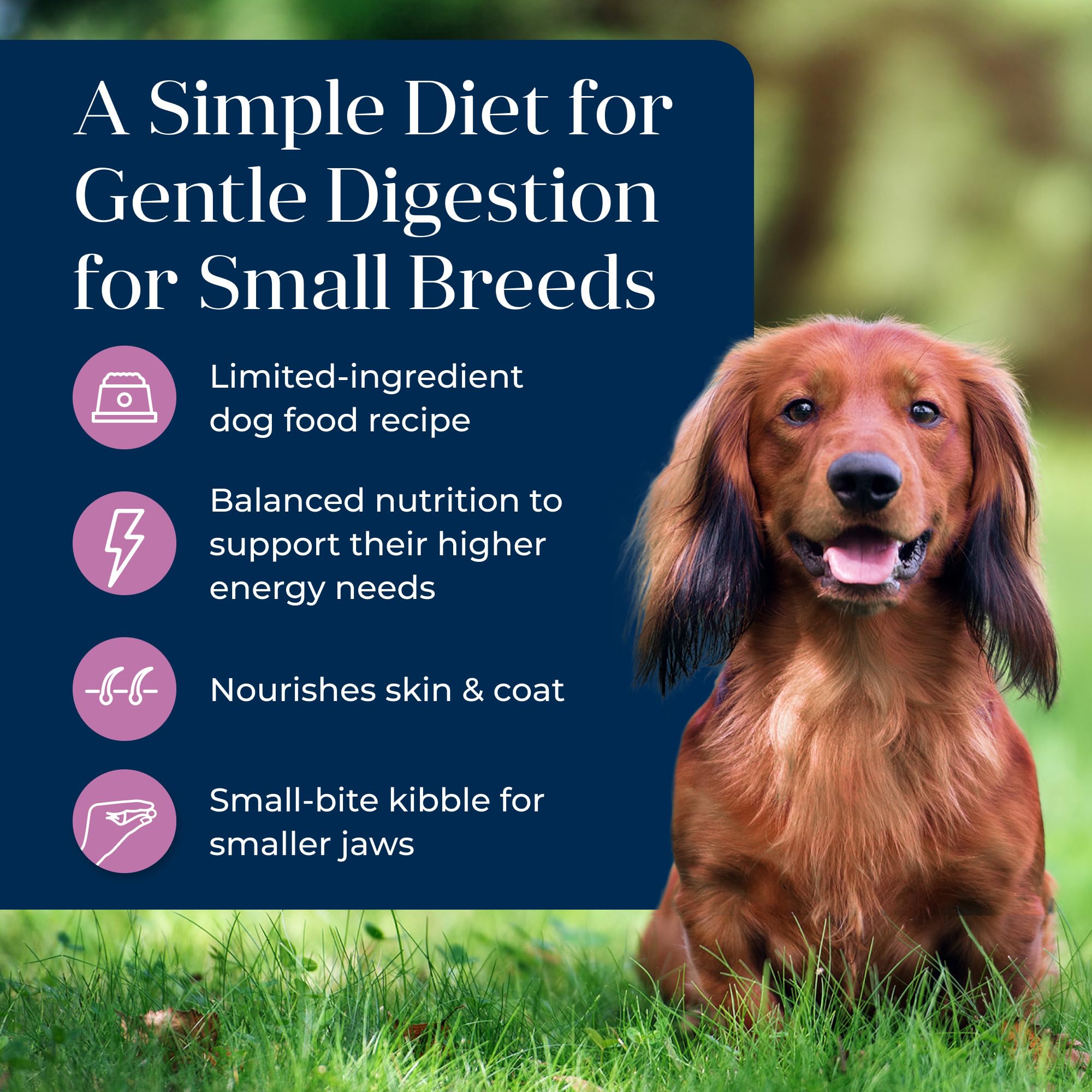 Blue Buffalo Basics Small Breed Dry Dog Food, Turkey & Potato, 4-lb Bag, Limited Ingredient Diet for Skin & Stomach Care