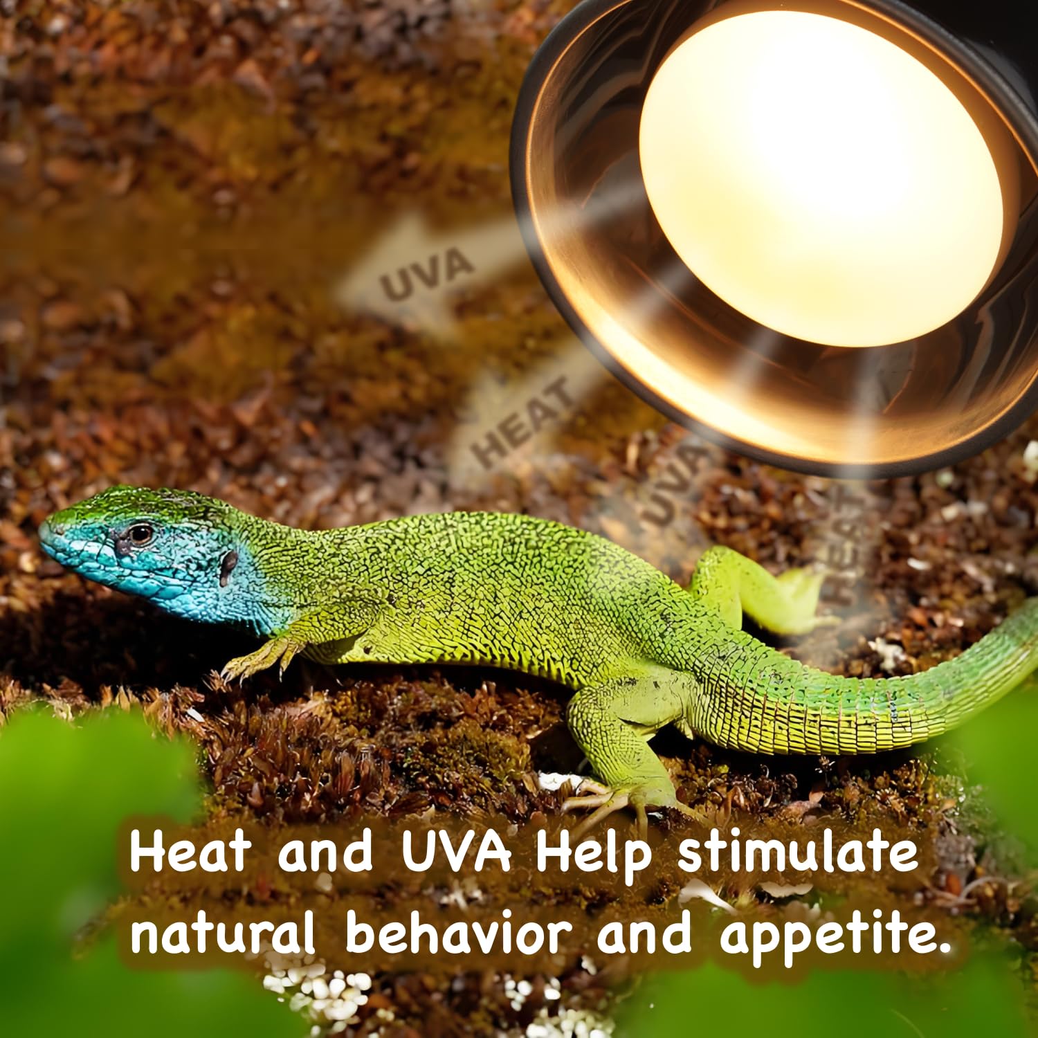 Reptiking Reptile Heat Lamp Bulbs, 2-Pack 75W Daylight Basking Spot, 2024 G3, Bearded Dragon/Turtle/Lzard/Gecko Light Bulb, Uva