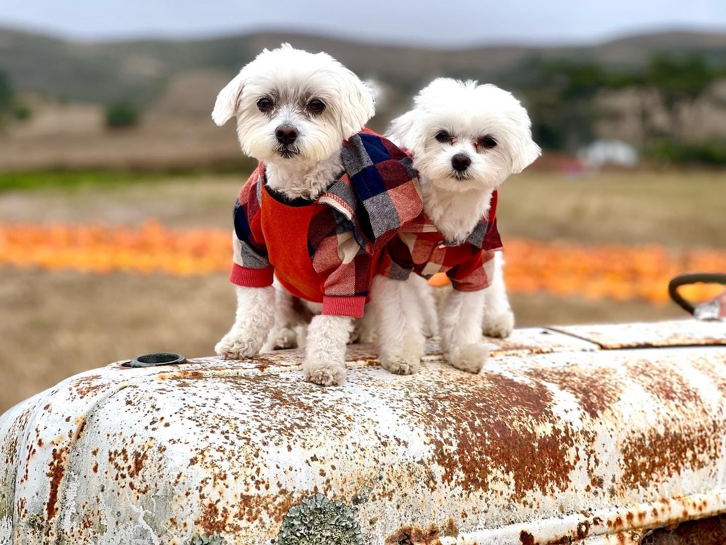 Fitwarm Dog Plaid Shirts Doggie Clothes Puppy Hoodies Cat Hooded T Shirts Pet Outfits Cotton Orange Xs