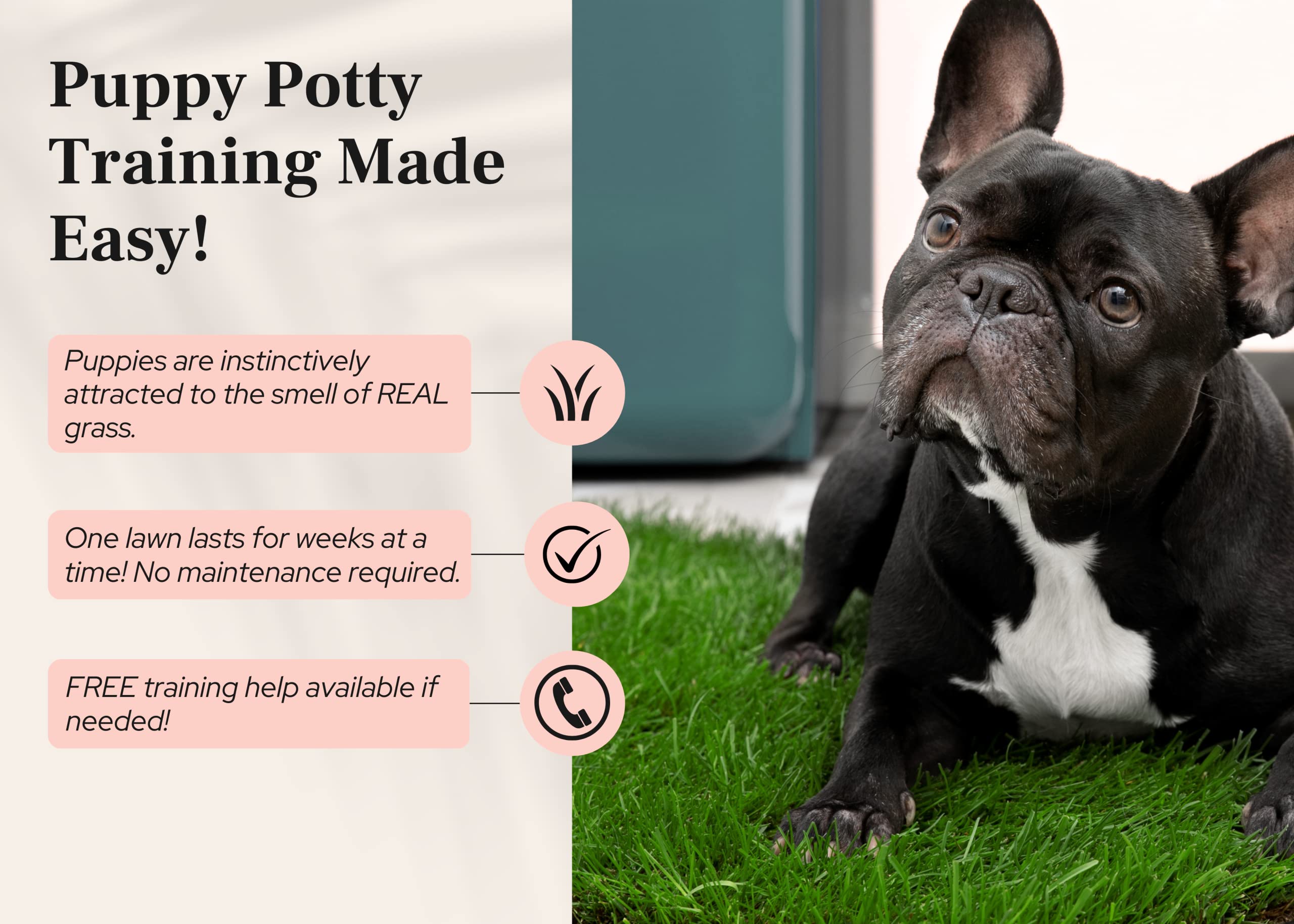 Doggielawn Dog Potty - Real Grass - Xlarge 24X48 Inches