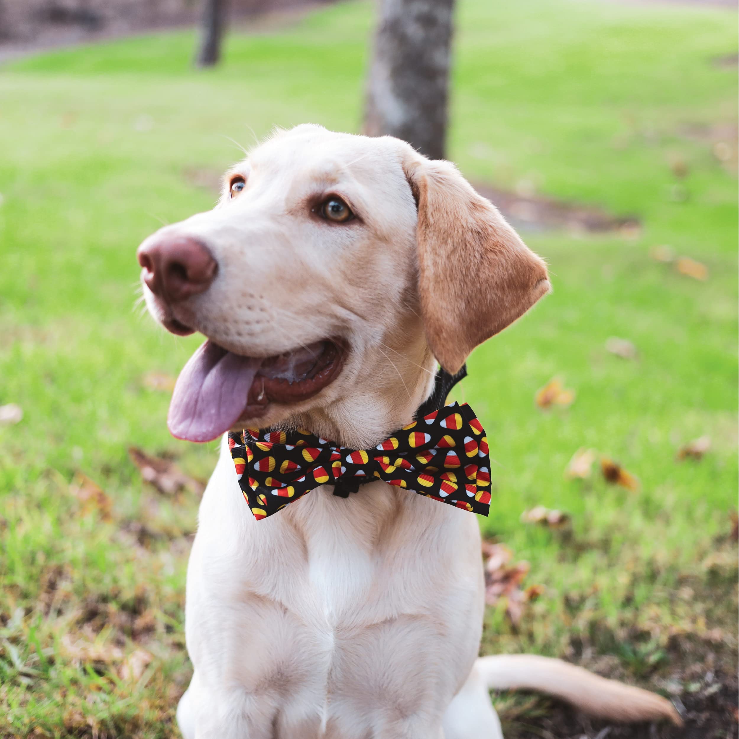 Huxley & Kent Bow Tie For Pets | Candy Corn (Small) | Halloween Bow Tie Collar Attachment | Fun Bow Ties For Dogs & Cats | Cute, Comfortable, And Durable | H&K Bow Tie