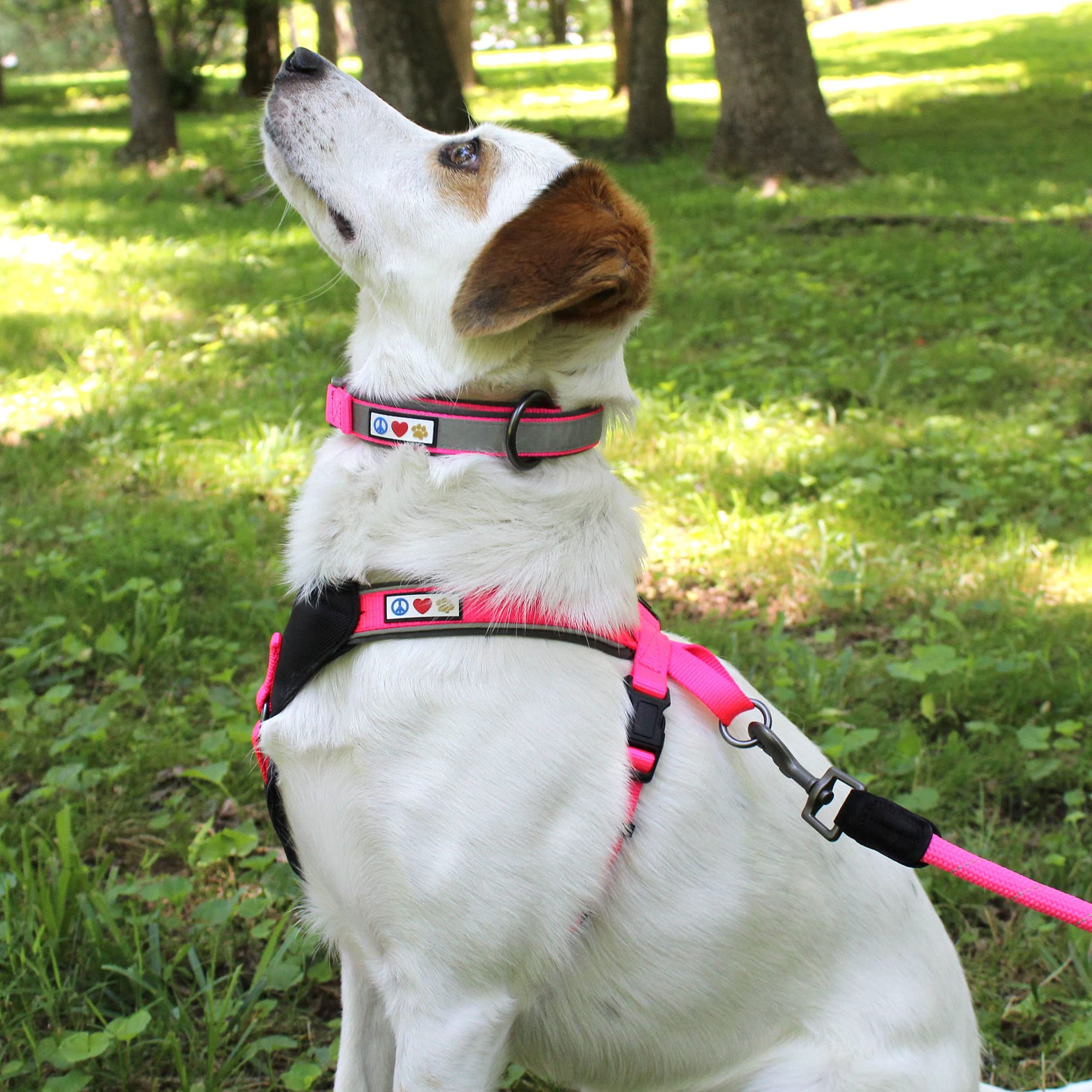 Pawtitas Lumberjack Padded Martingale Collar For Dogs | Soft Neoprene Dog Collar For Your Pet'S Comfort Made With Reflective Ban