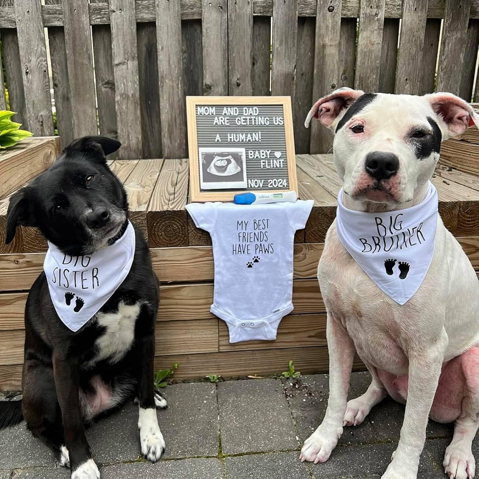 Gofshy Blank Dog Bandanas Small -3Pcs, Diy Solid White Triangle Scarf Premium Cotton Handkerchief Or Bib, Personalized Design Bi