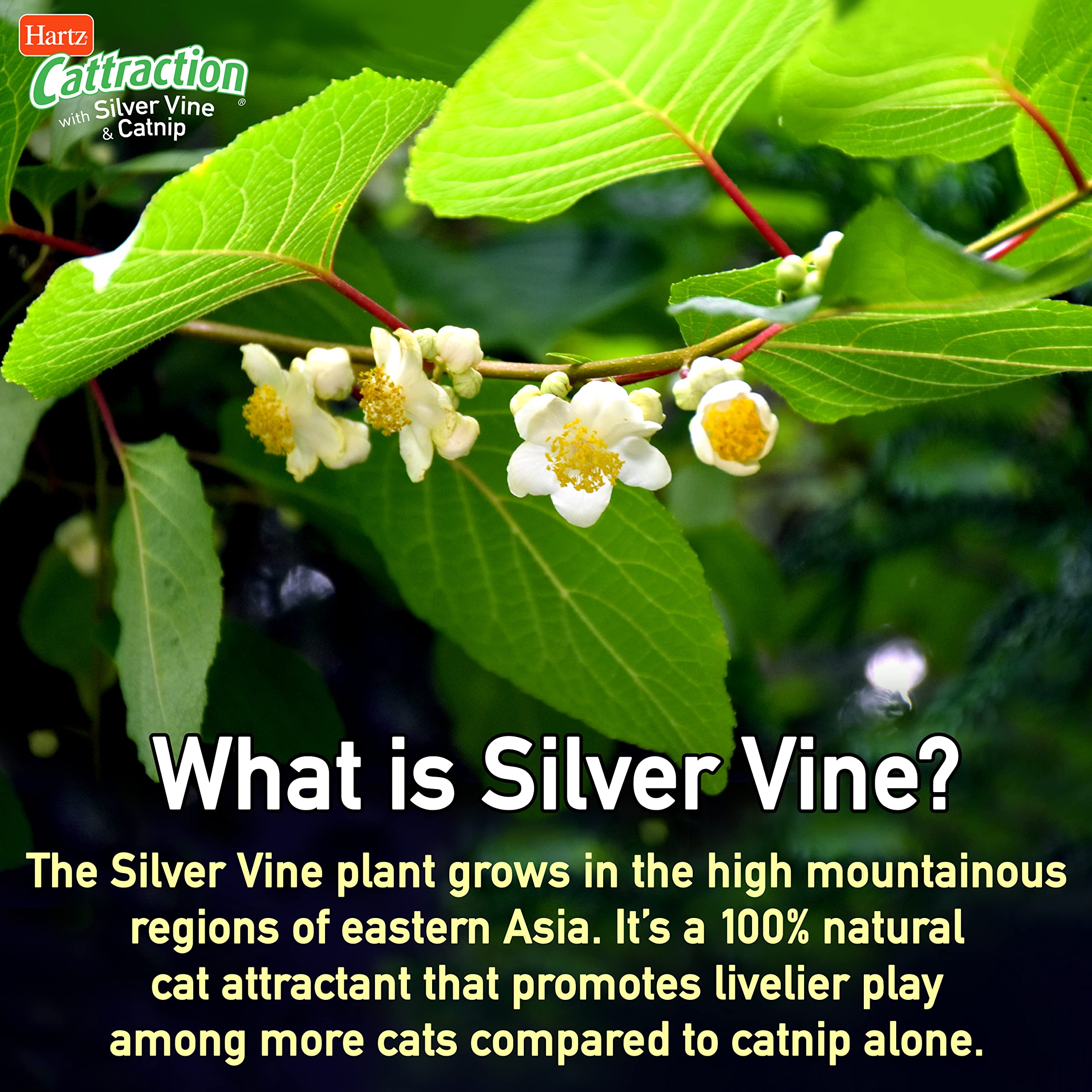 Hartz Cattraction Bell Mouse Cat Toy With Two Silver Vine & Catnip Sisal Mice - 2 Pack, All Breed Sizes