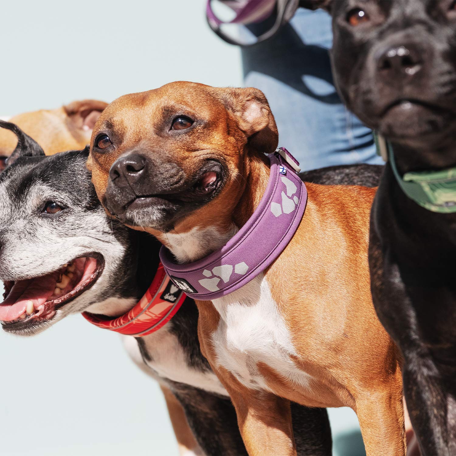 Hurtta Weekend Warrior Eco Dog Collar, Hedge, 22-26 In