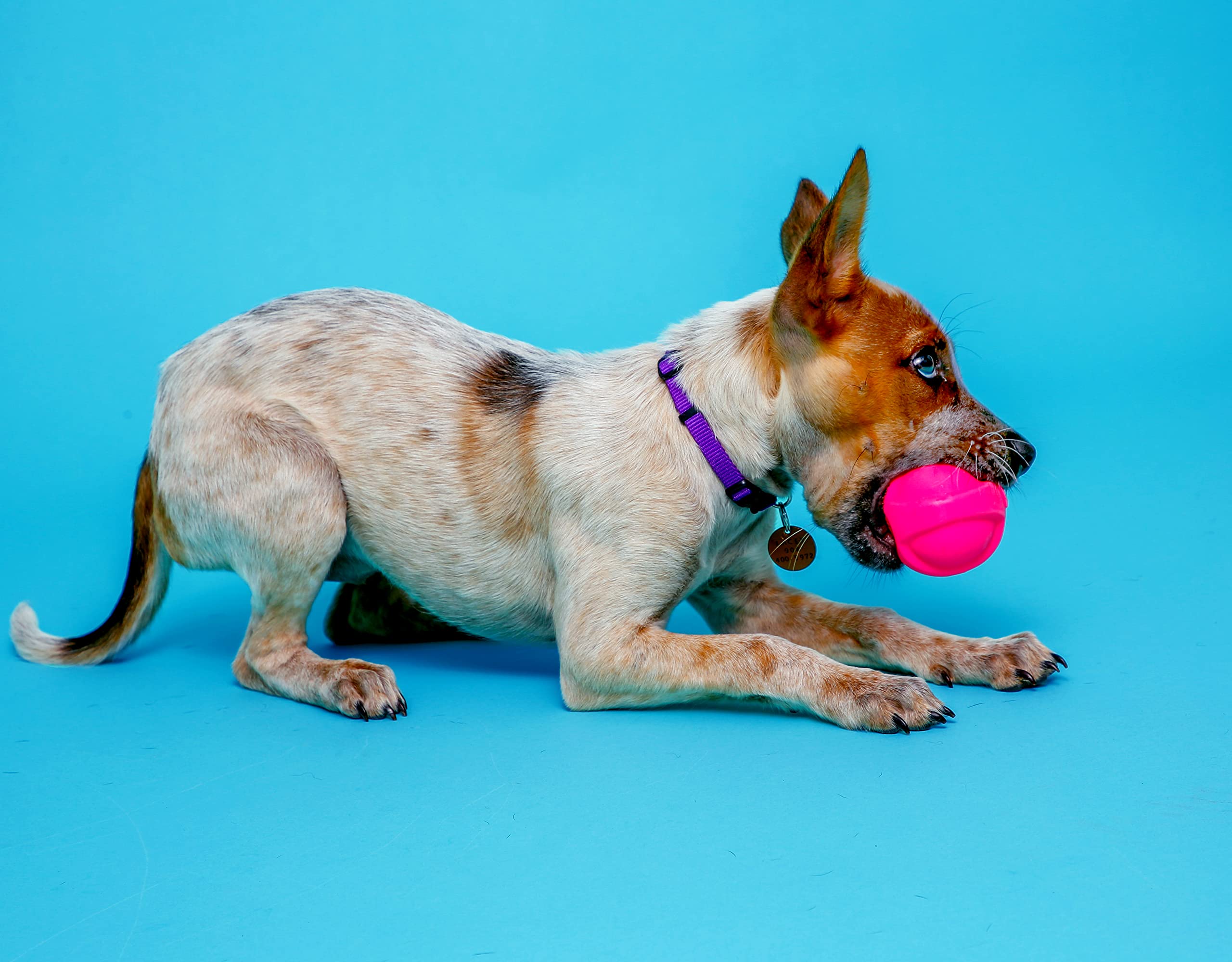 Hartz DuraPlay Bacon Scented Dog Toy, Small, Assorted Color, Plastic, Model 3270099394