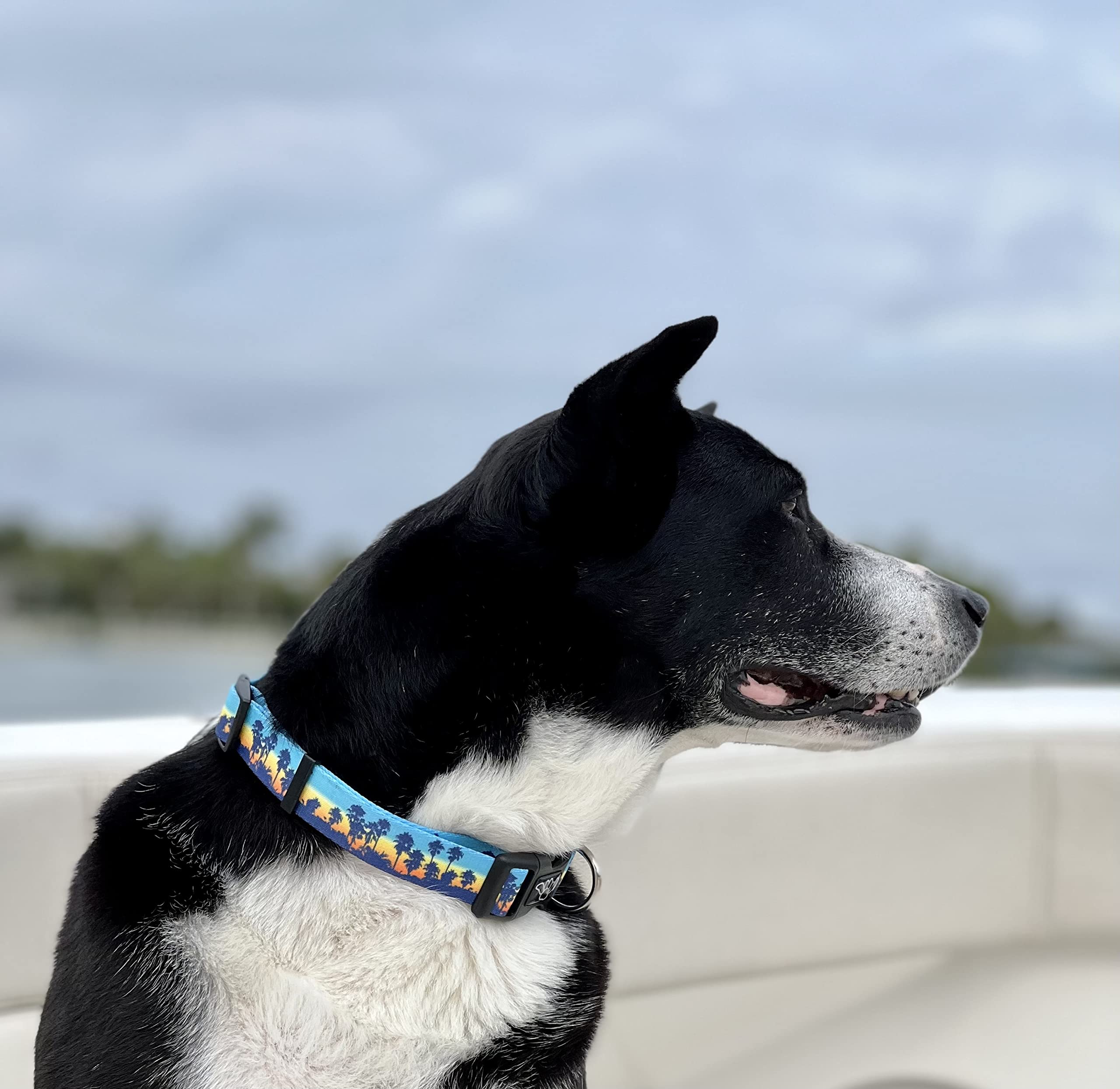 Salty Paws Tropical Sunset Surfing, Beach Dog Collar (Size Large Collar Adj. 18''-26'' For Dogs 50-90 Lbs, Sunset Palms Dog Coll
