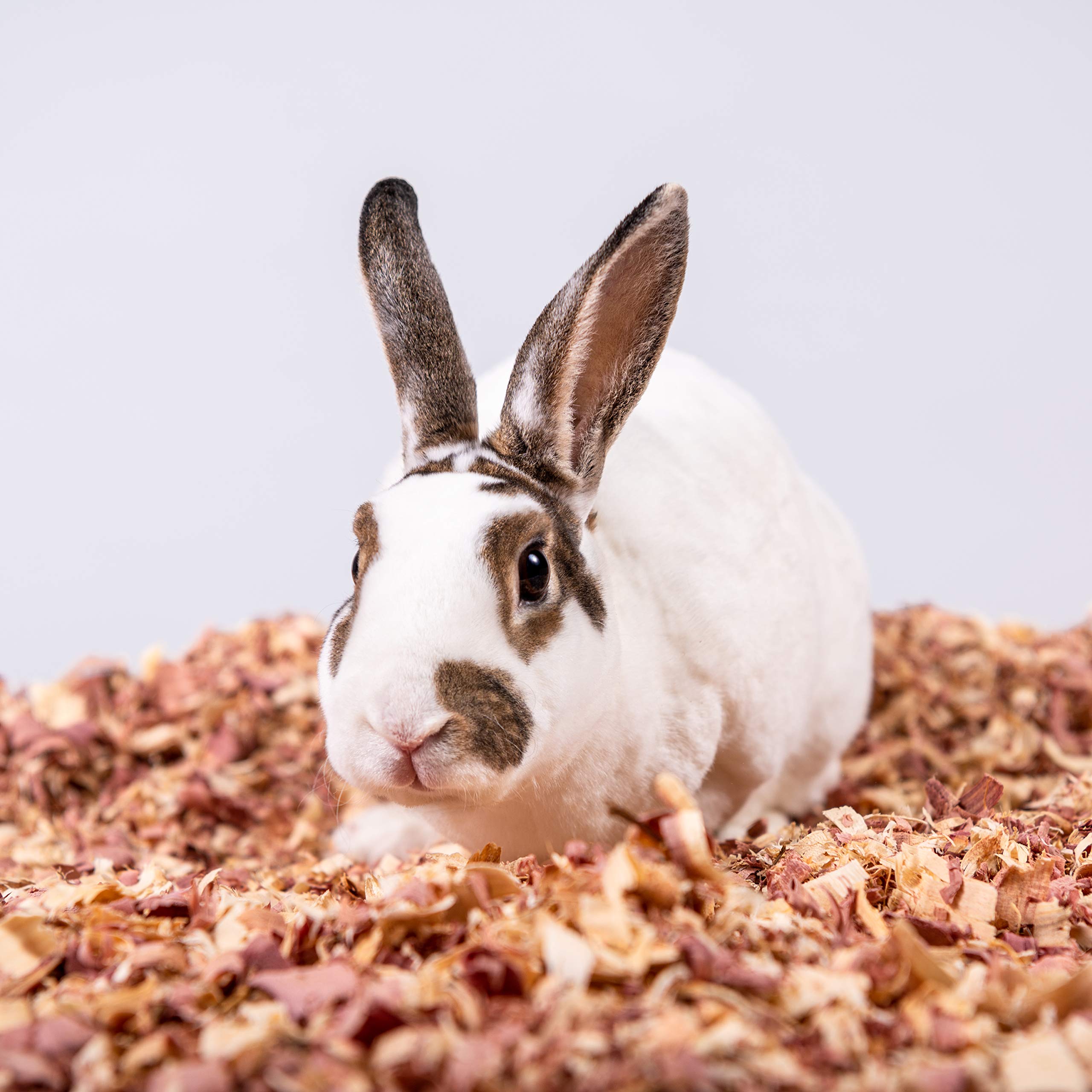 Petspick Red Cedar Pet Bedding For Dogs And Horses, 24L