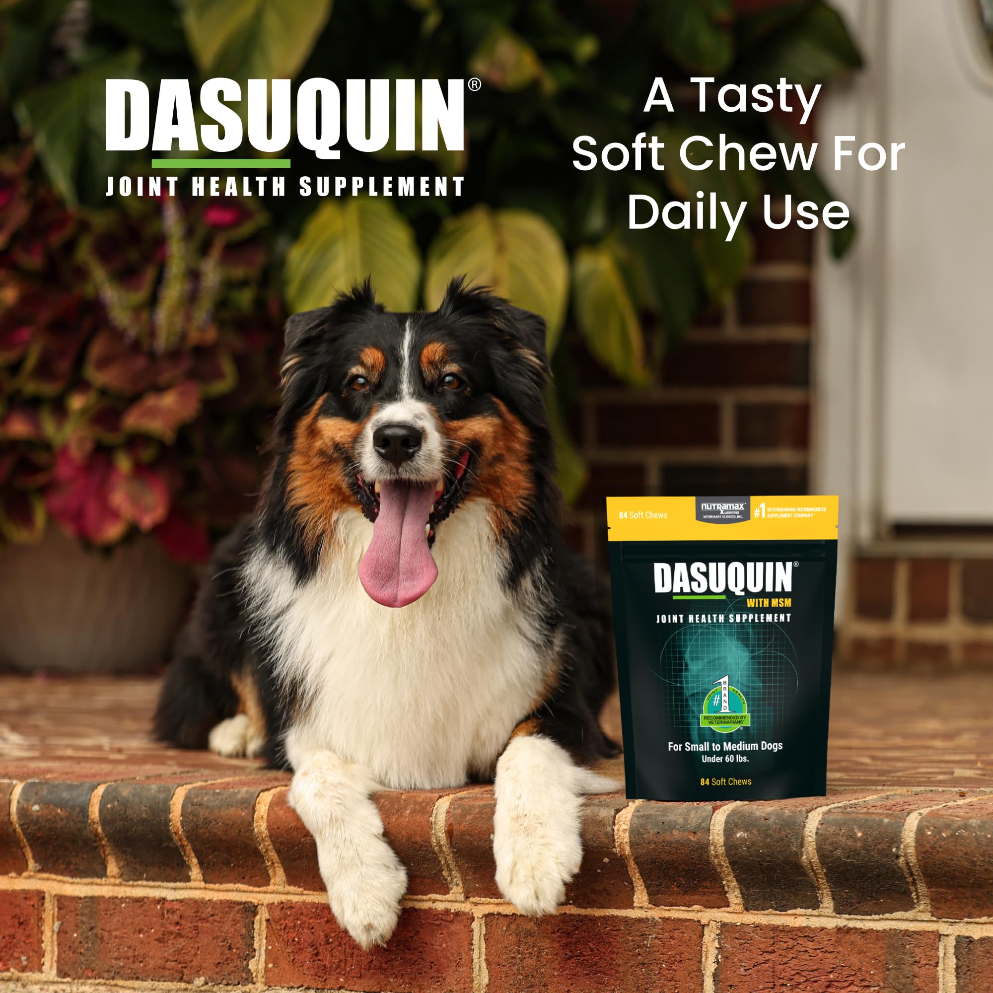 Nutramax Laboratories Dasuquin with MSM Joint Health Supplement for Small to Medium Dogs - With Glucosamine, MSM, Chondroitin, A