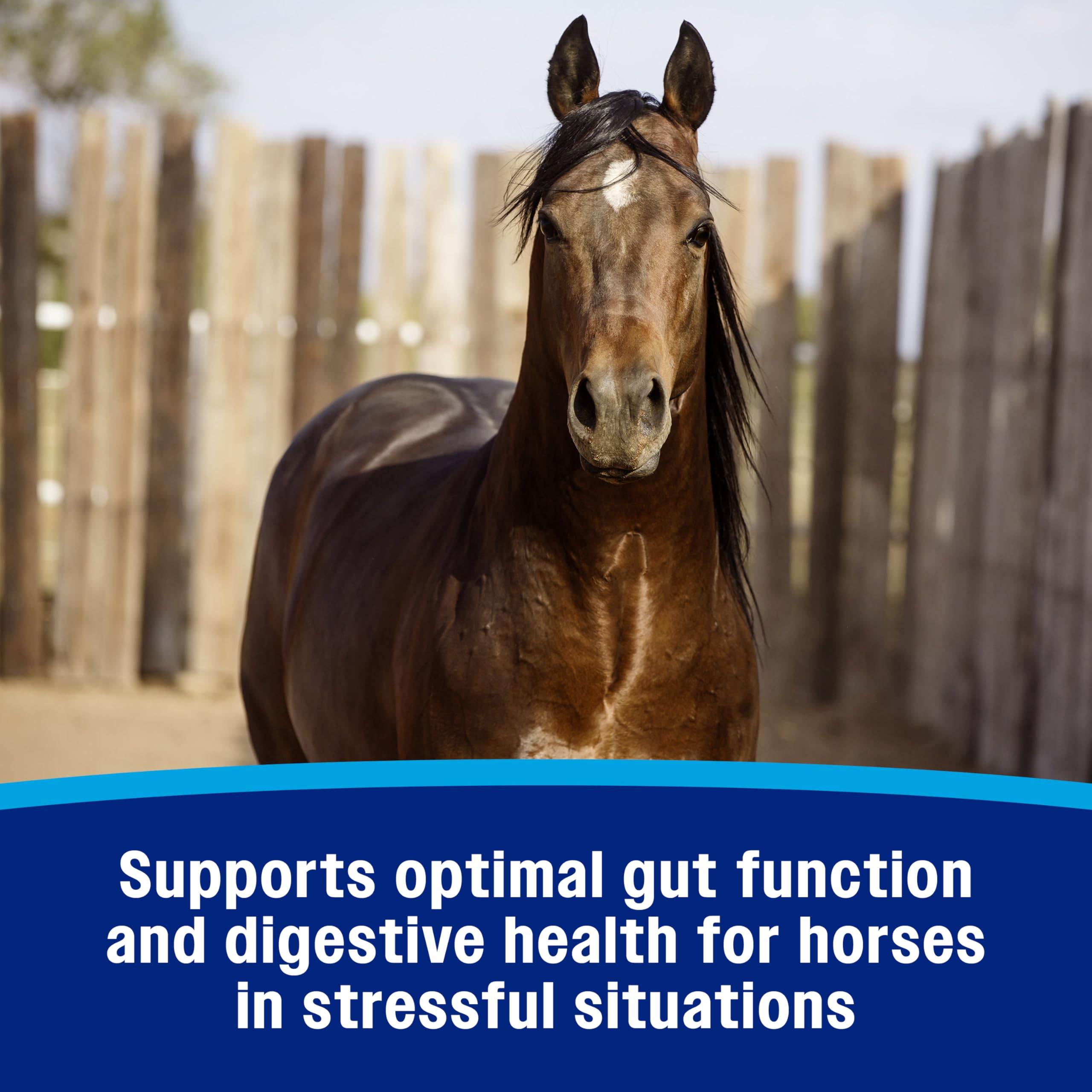 Farnam Gastric Health Pellets, Daily Gut and Digestive Health Supplement for Horses Helps Maintain a Healthy Gastrointestinal Tr