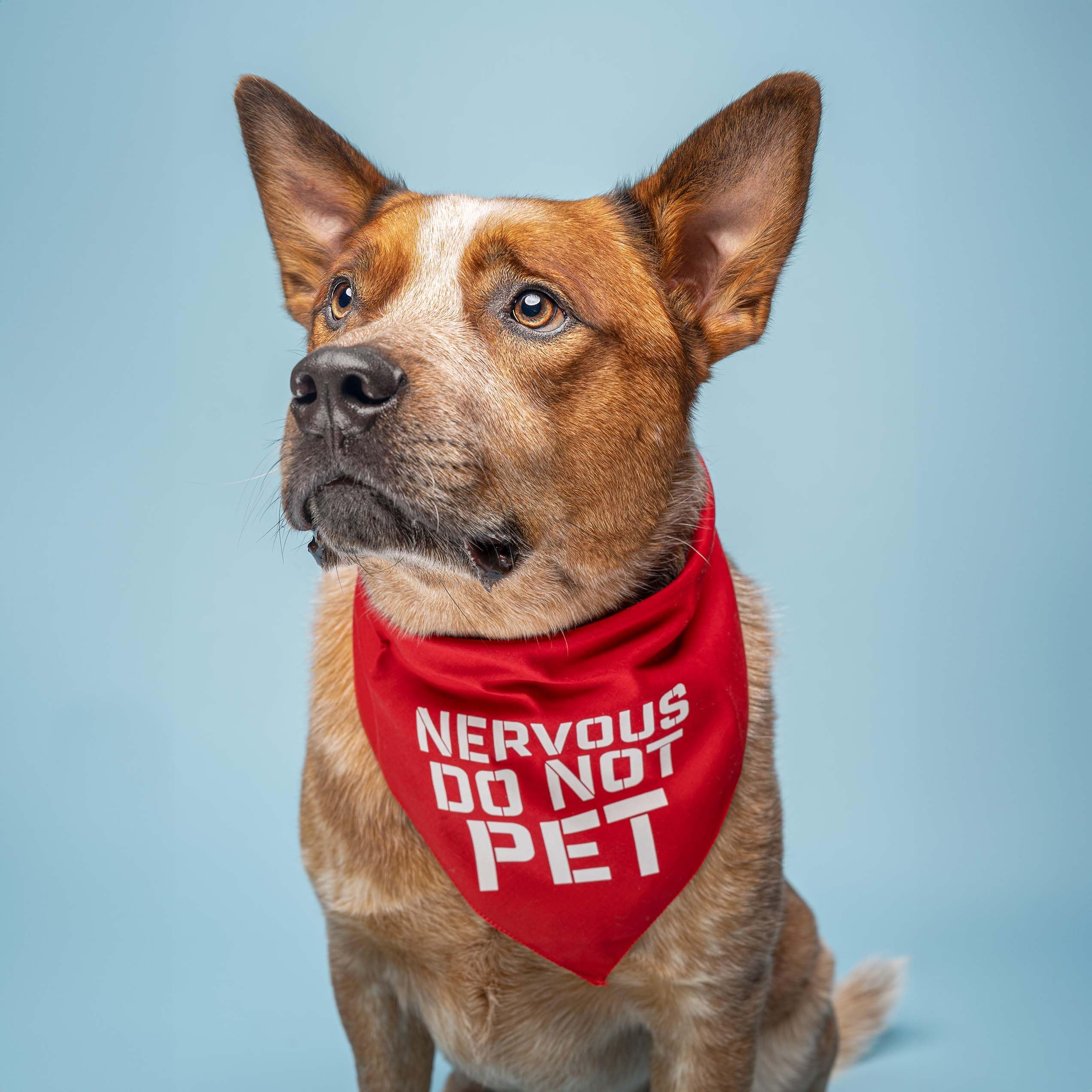 Nervous Do Not Pet Dog Bandana (Hot Pink, Os 156)