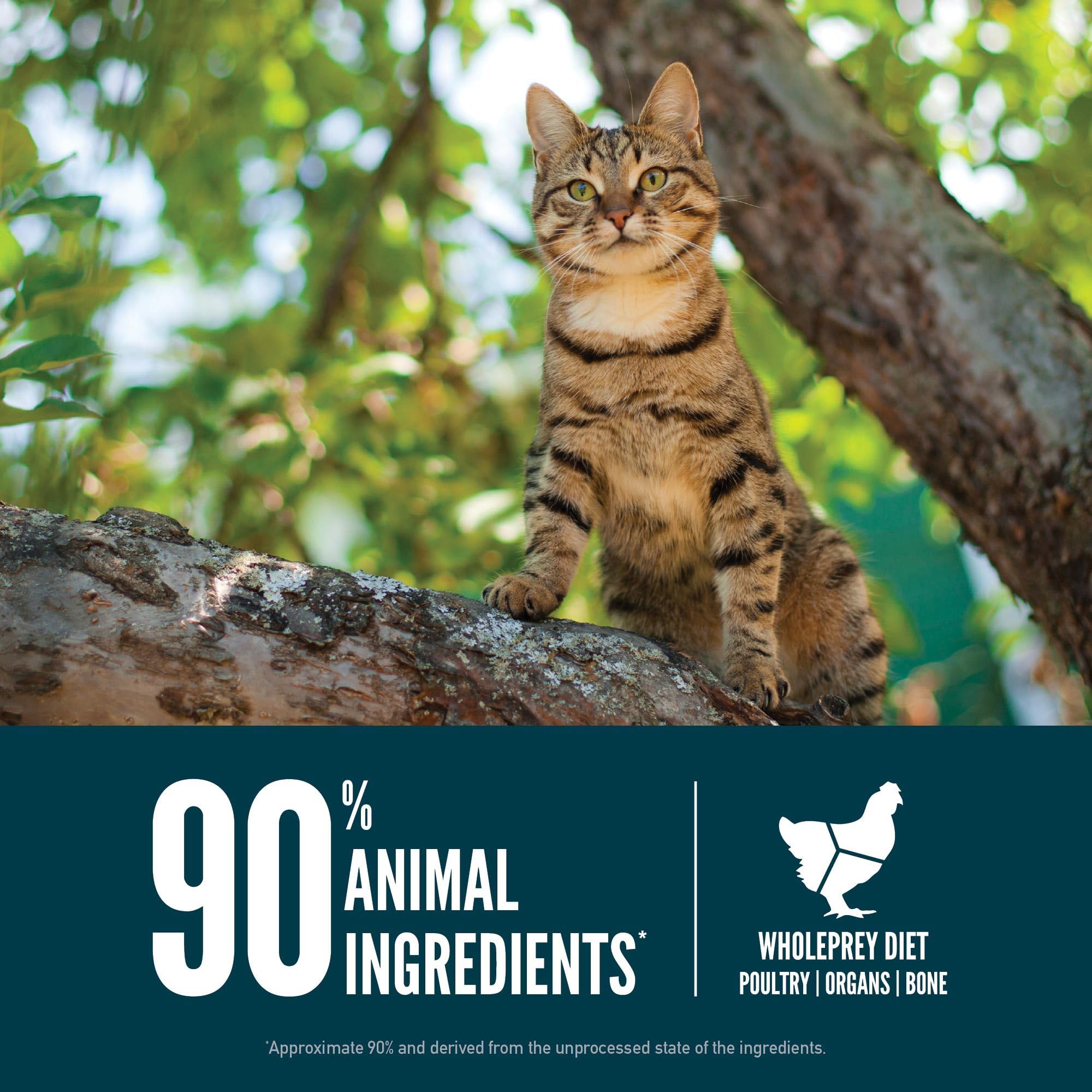 ORIJEN Guardian 8 Dry Cat Food, Grain Free Cat Food for Adult Cats, with Chicken, Salmon and Rabbit, 10lb