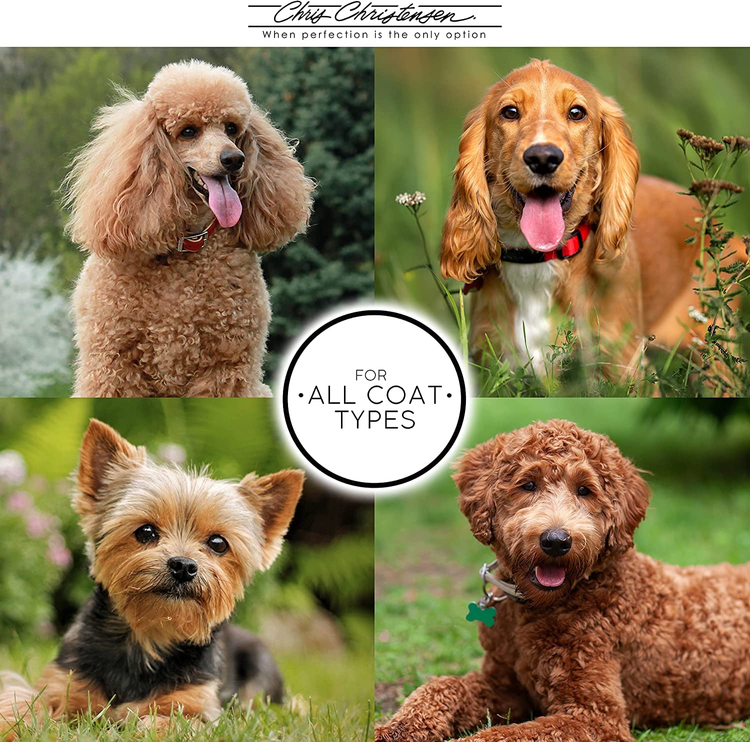 Chris Christensen Day To Day Ultra Concentrated Dog Shampoo, Makes Up To 8 Bottles, Groom Like A Professional, Moisturizing, All Coat Types, For Daily Use, Made In Usa, 1 Gallon