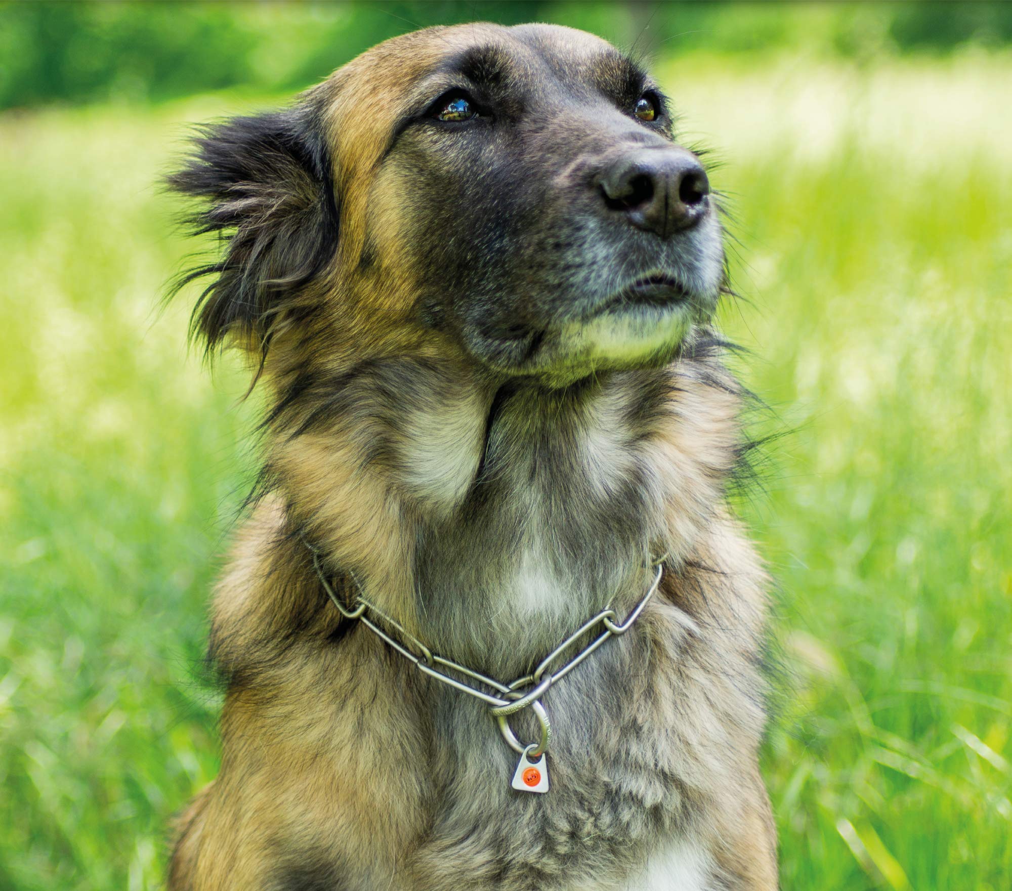 Herm Sprenger - Matt Stainless Steel Scratch Resistant Long Link Fur Saver Dog Collar - Professional Training Collar - Made In Germany (26 Inches (65 Cm))