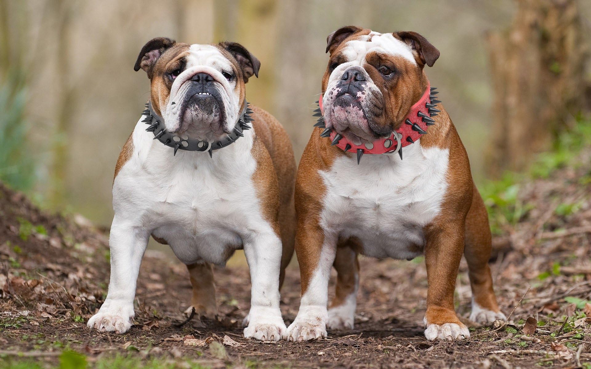 Spiked Dog Collars For Medium Large Dogs, Sharp Spike Studded Anti-Bite Protect Pets Neck Adjustable For Mastiff Pitbull Pug Bul