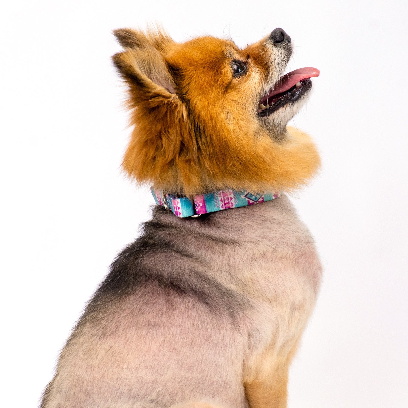 Country Brook Petz - Albuquerque Martingale Dog Collar - Country And Western Collection Featuring Rustic Designs (1 Inch, Extra