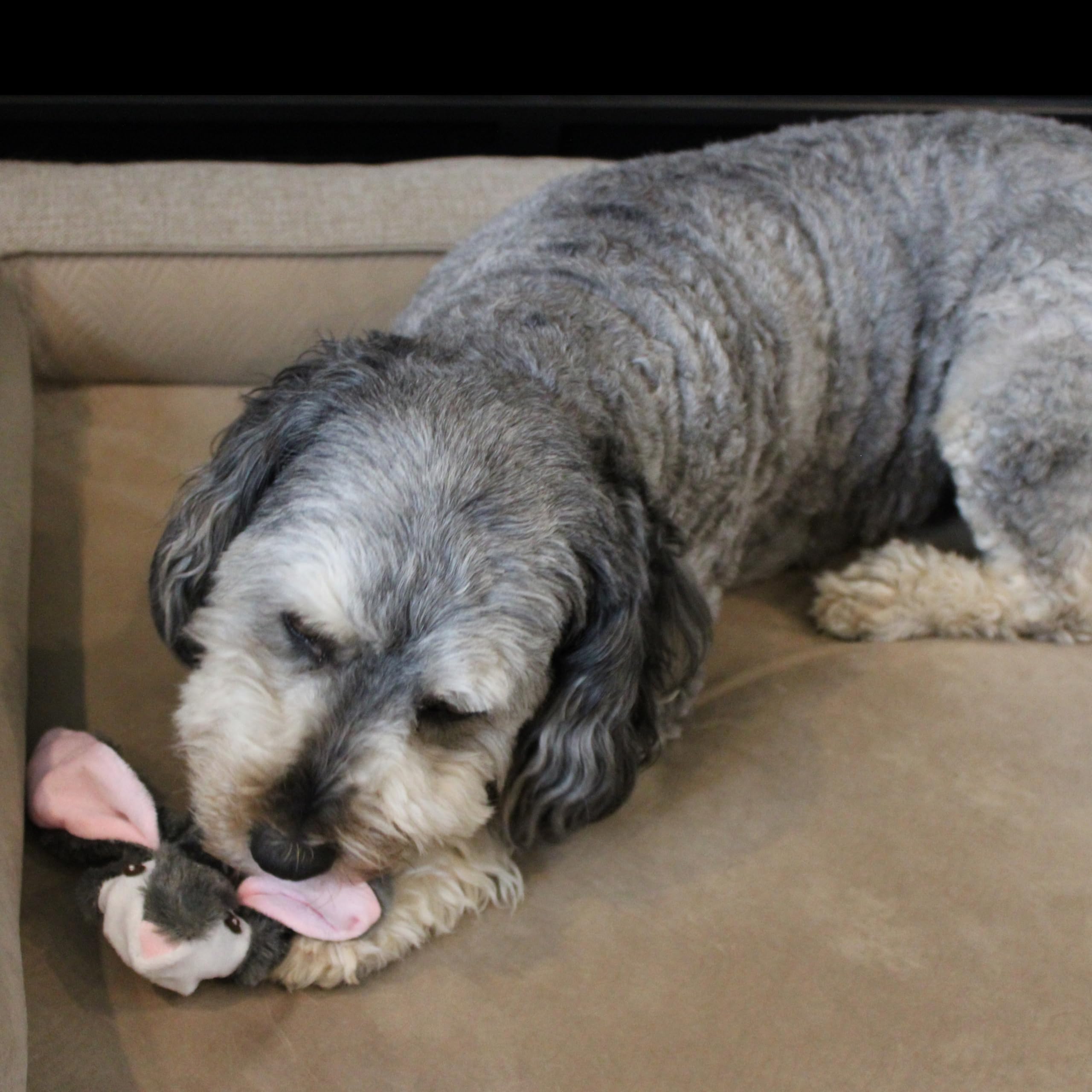 Skinn20' Rabbit Dog Toy