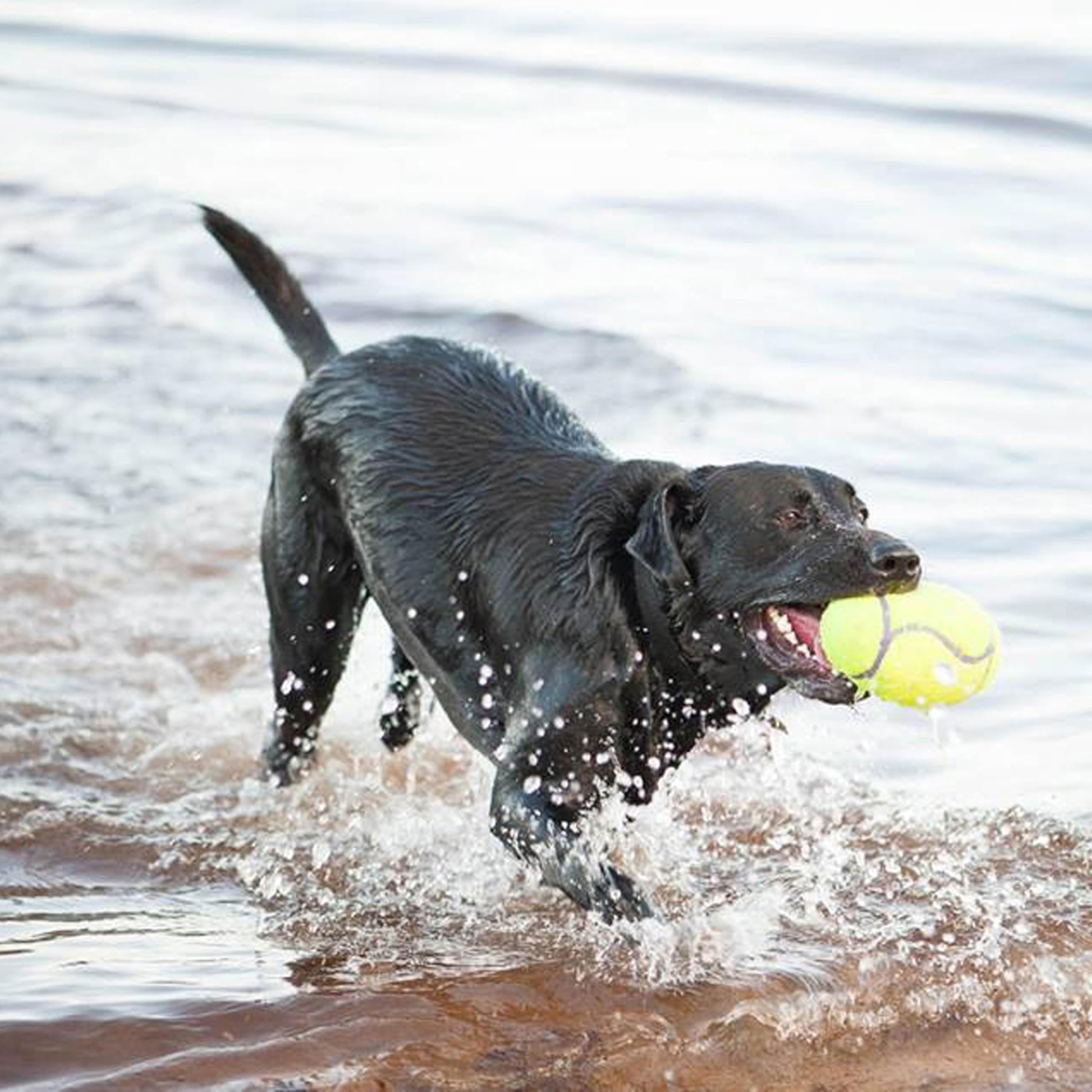 Kong - Airdog® Squeaker Football - Squeaky Bounce And Fetch Toy, Tennis Ball Material - For Medium Dogs
