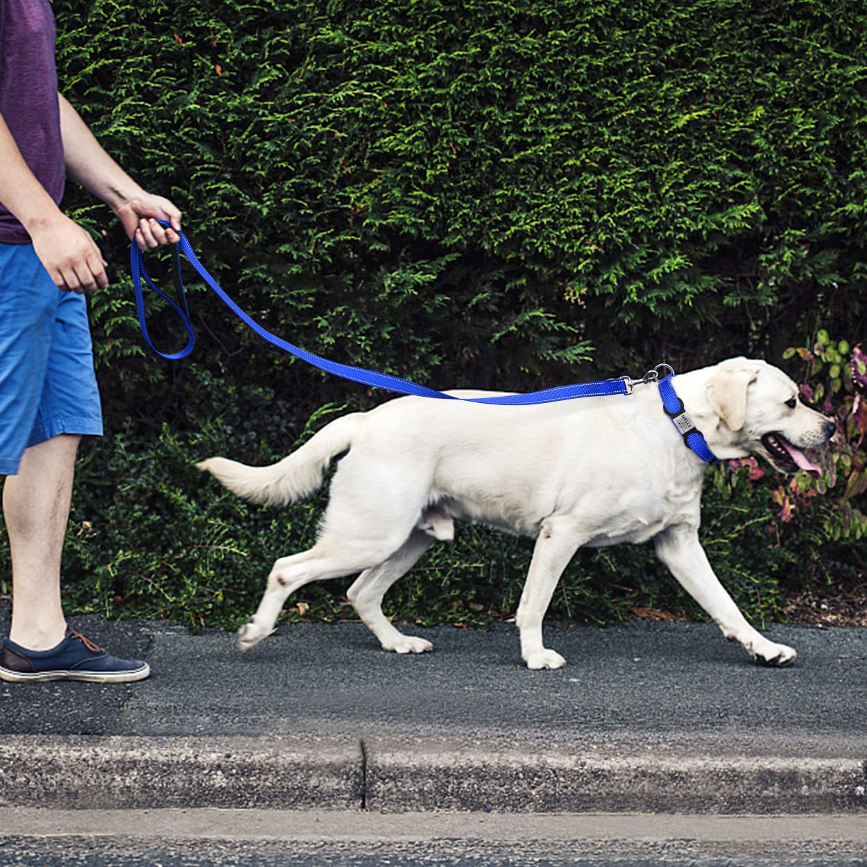 Tagme Reflective Nylon Dog Collars, Adjustable Classic Dog Collar With Quick Release Buckle For Extra Large Dogs, Royal Blue, 1¼' Width
