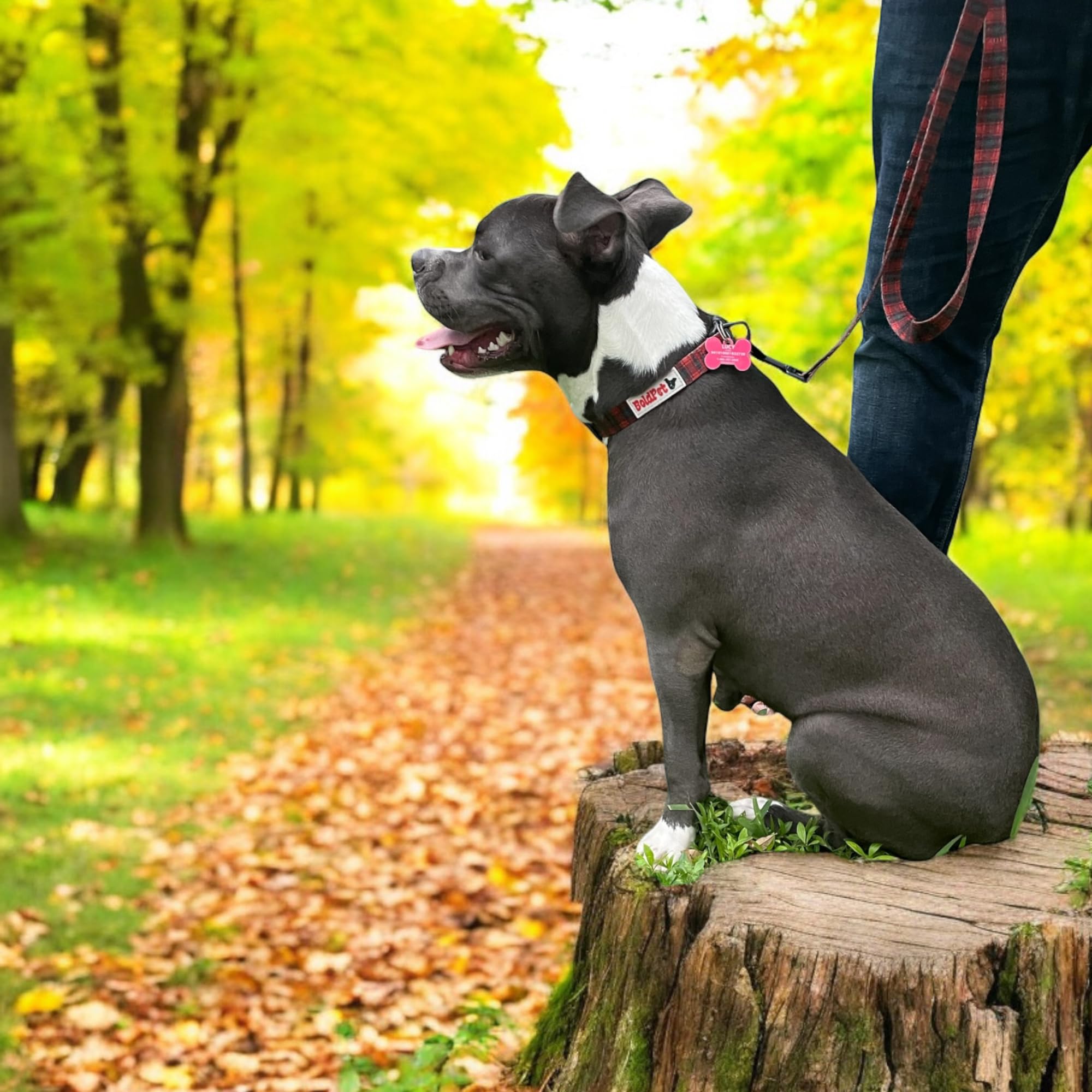 Boldpet Dog Collar And Leash Set - Durable Polyester Material -Adjustable Collar-Safe Metal Buckle-Cute Plaid Dog Leash And Coll